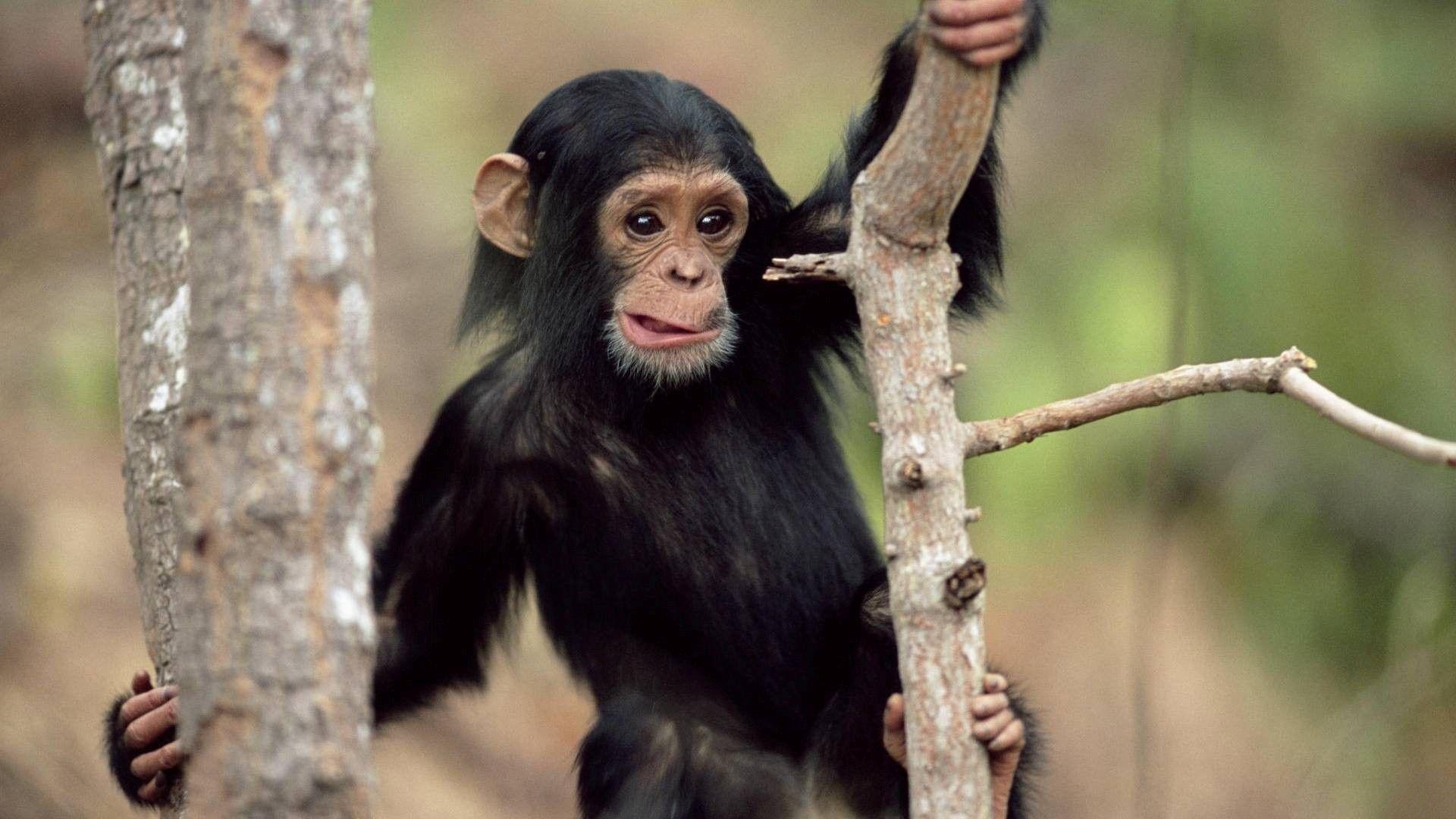 1920x1080 Chimpanzee Babies Wallpaper, Desktop