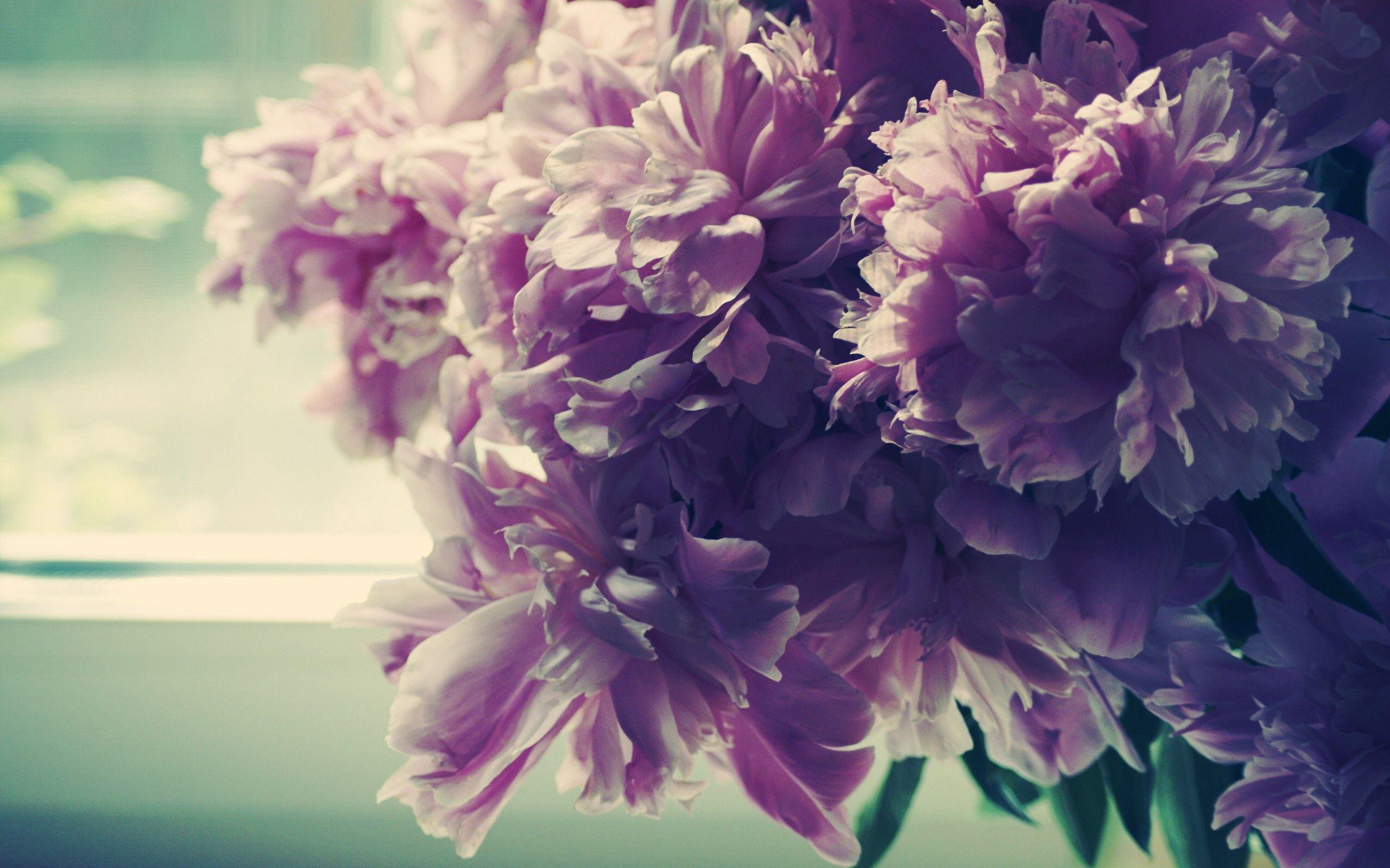 2560x1600 Peonies wallpaper. Peonies, Desktop