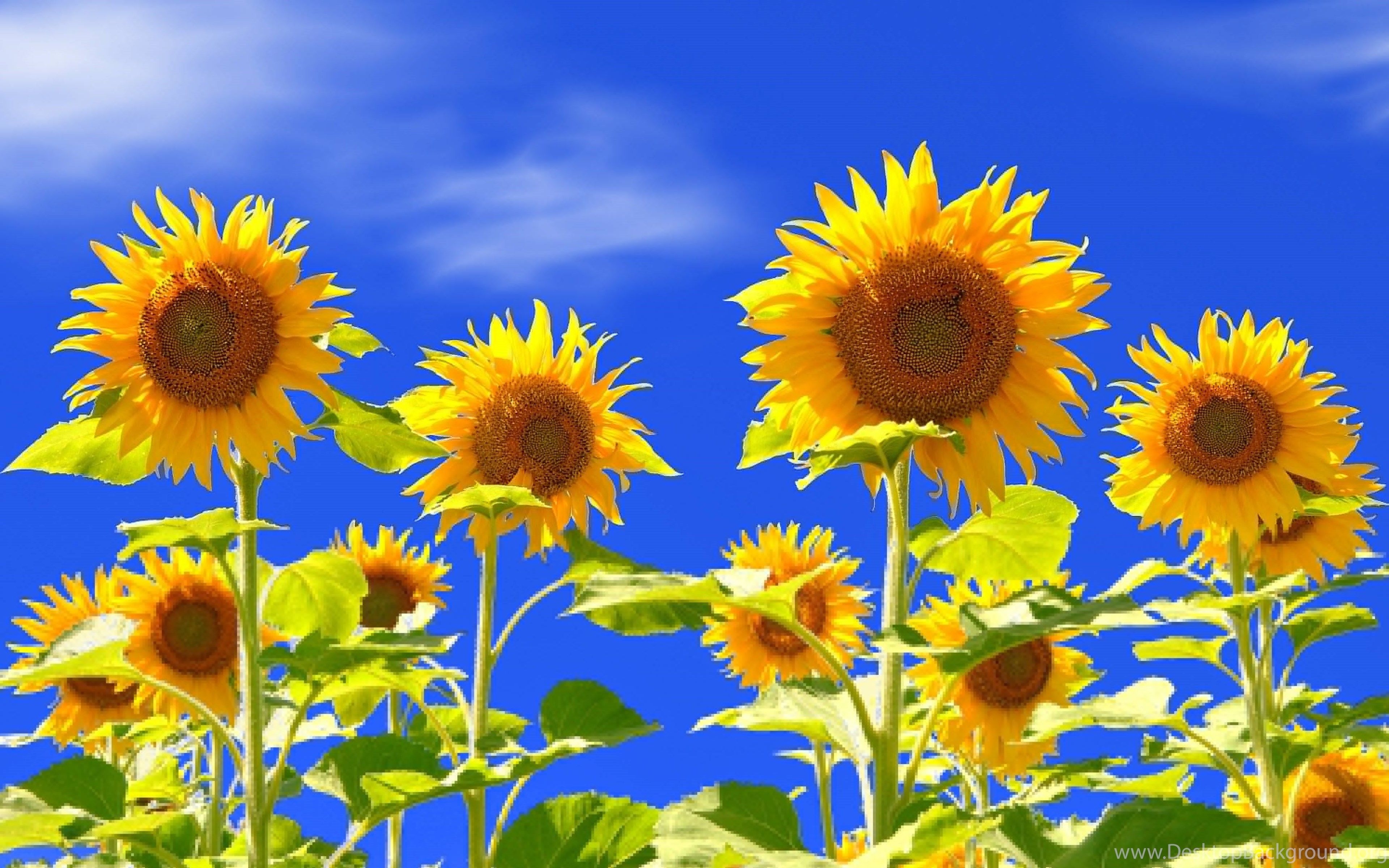 3840x2400 Sunflower Wallpaper Desktop Background, Desktop