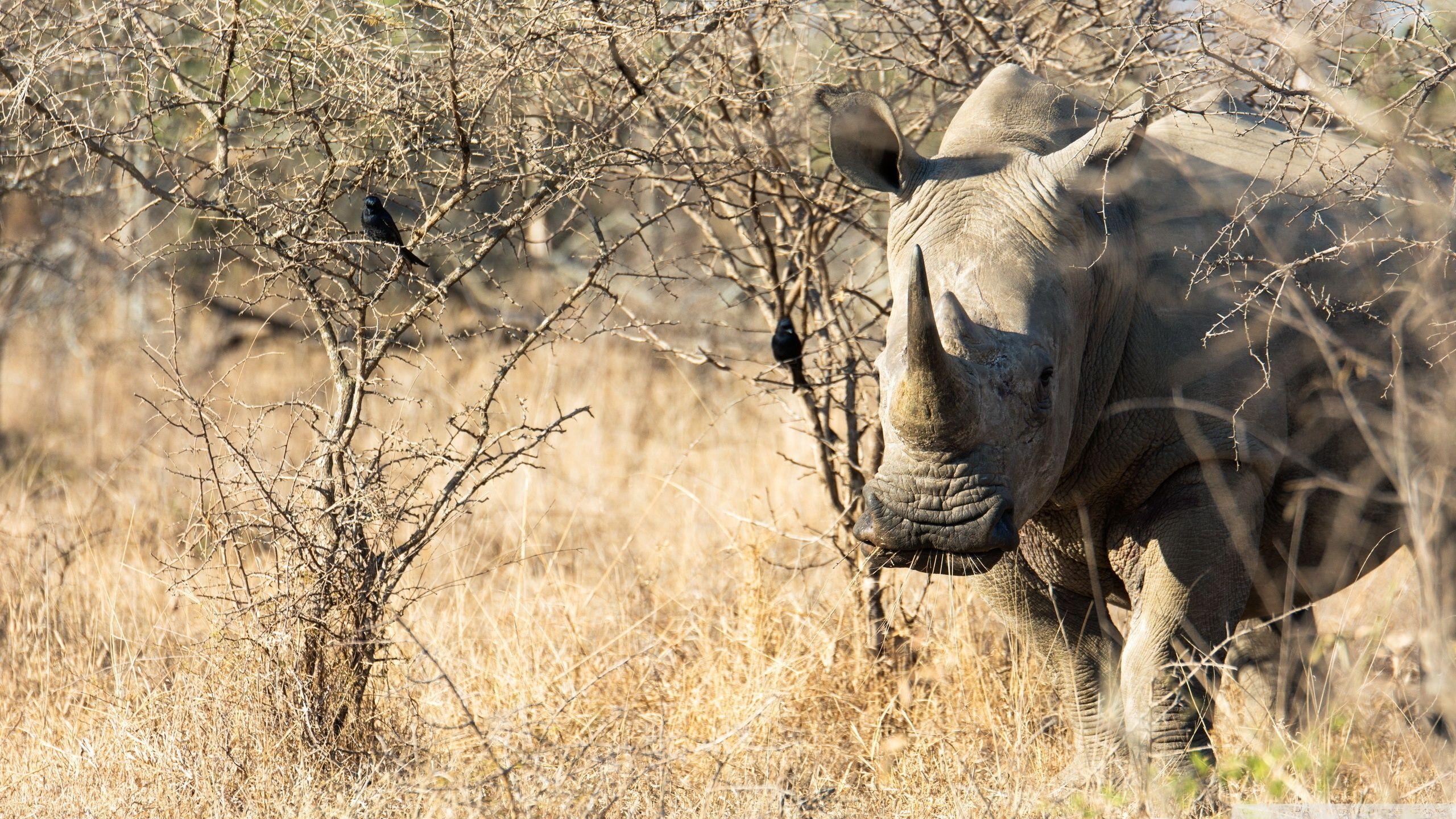 2560x1440 Rhino Animal ❤ 4K HD Desktop Wallpaper for 4K Ultra HD TV, Desktop