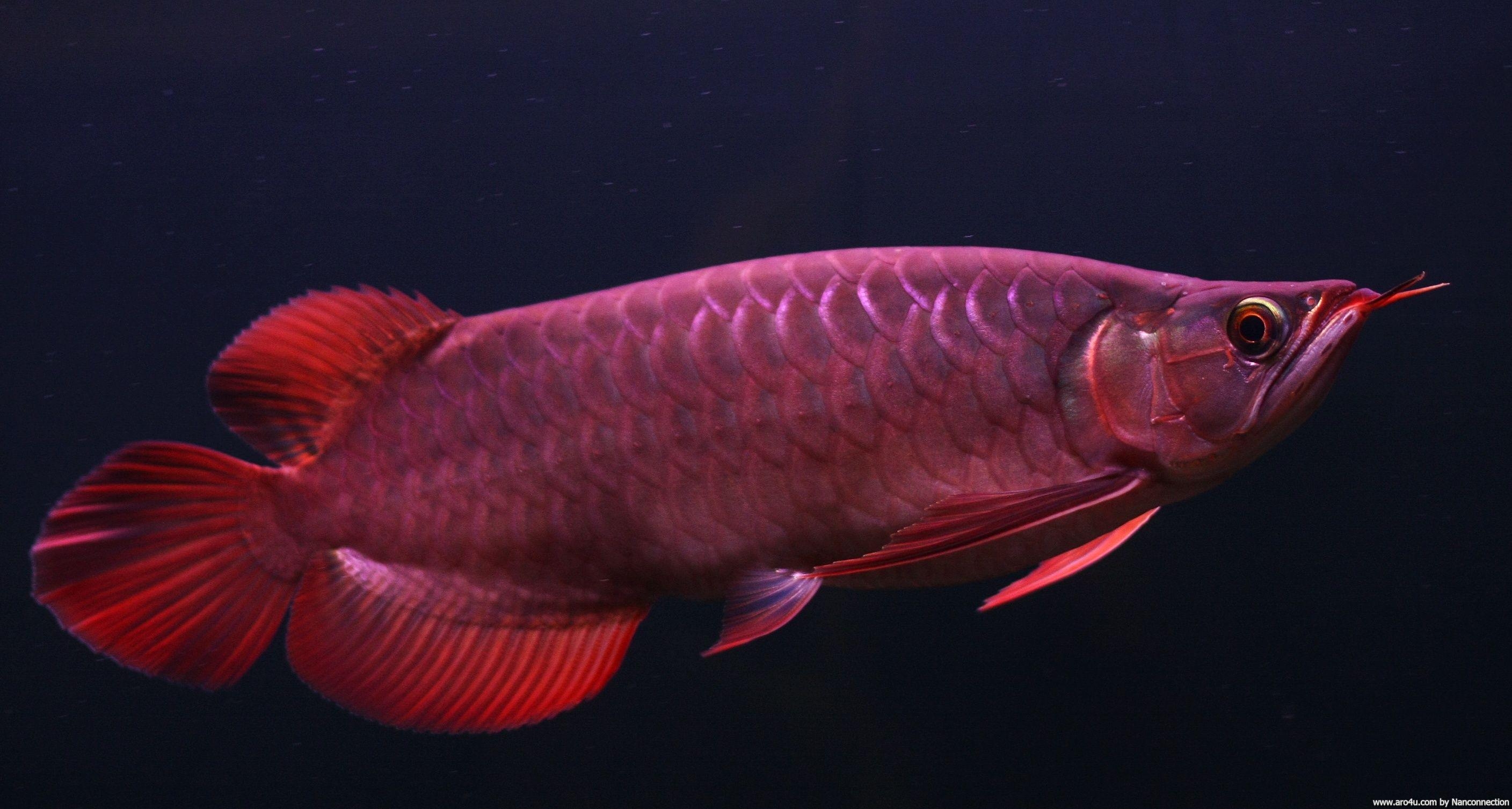 2820x1510 Download Golden Red Arowana Fish Wallpaper HD Picture Desktop. Fish wallpaper, Fish, Wallpaper, Desktop