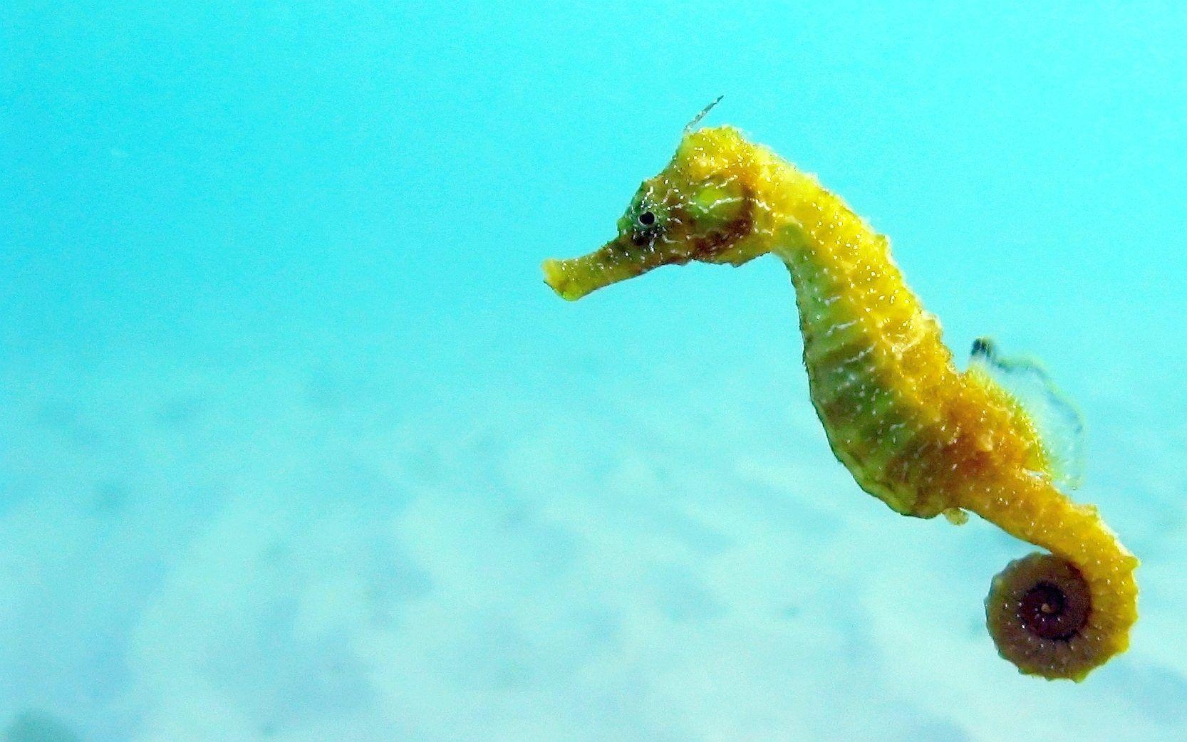 1670x1050 Wallpaper Seahorse Lumpy S Ocean Life March X, Desktop