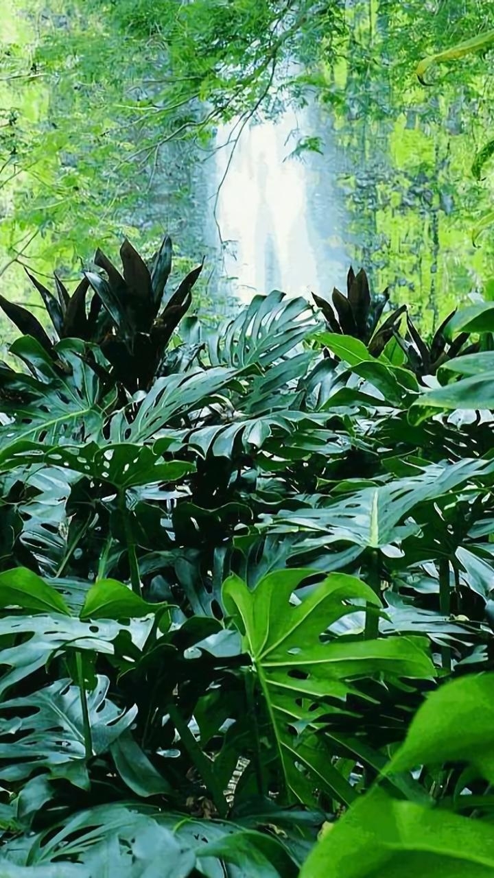 720x1280 Waterfall in Tropical Forest, Phone