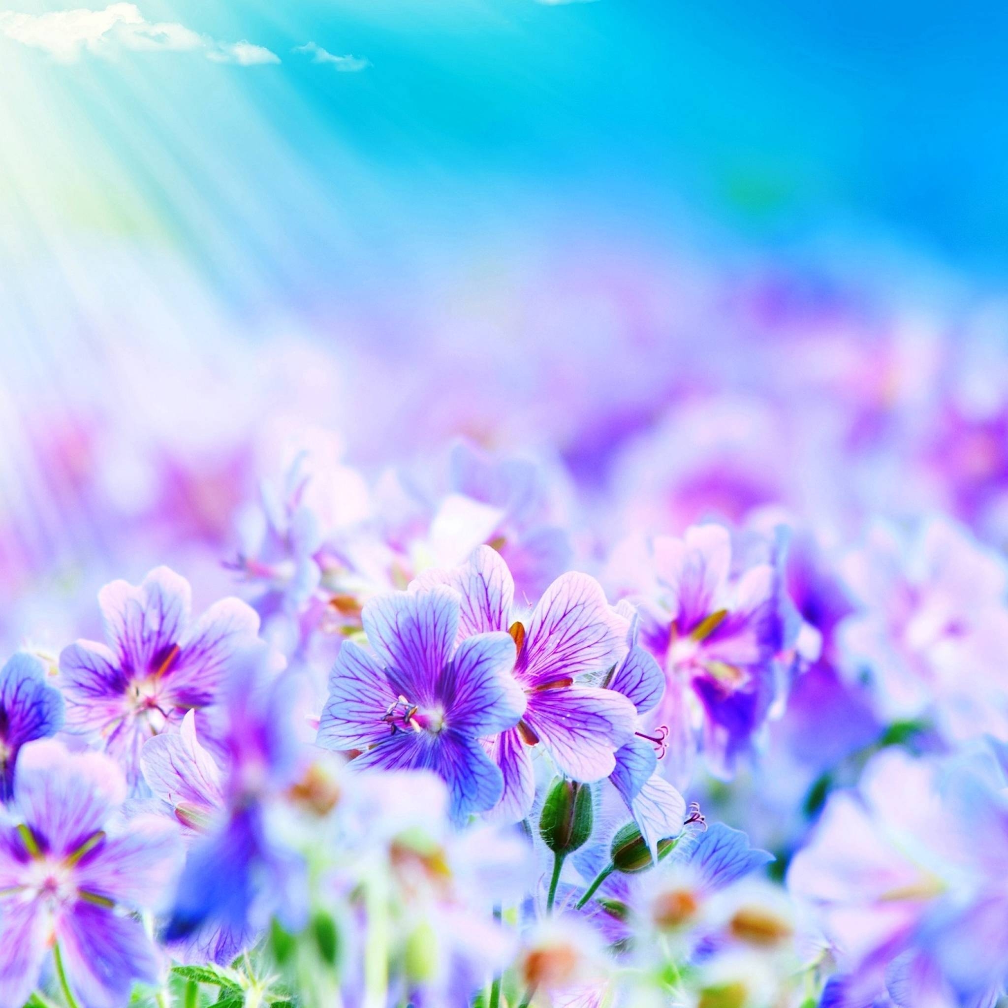 2050x2050 Purple Flowers iPad Air Wallpaper Download. iPhone Wallpaper, Phone