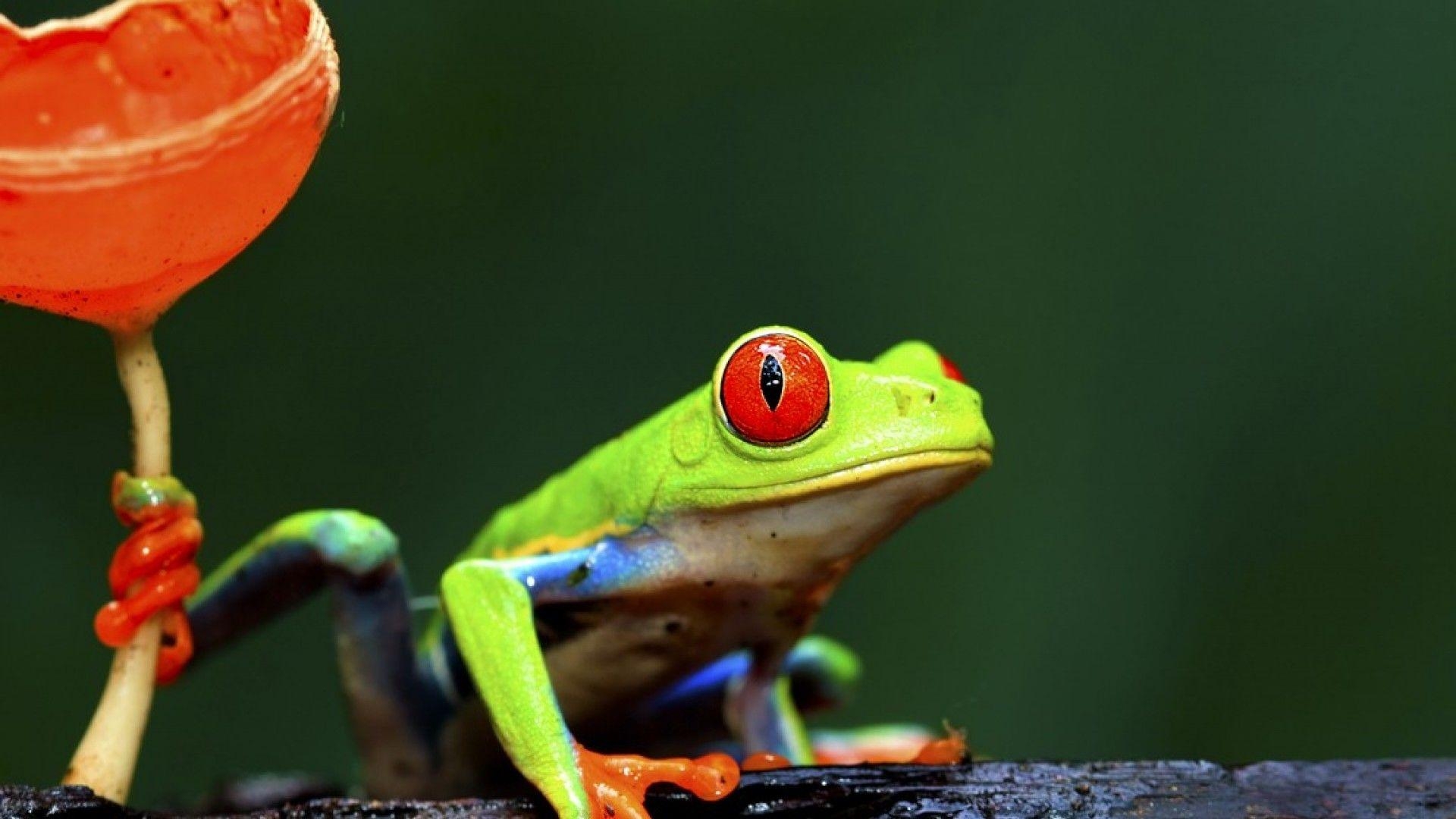 1920x1080 frog wallpaper, Desktop