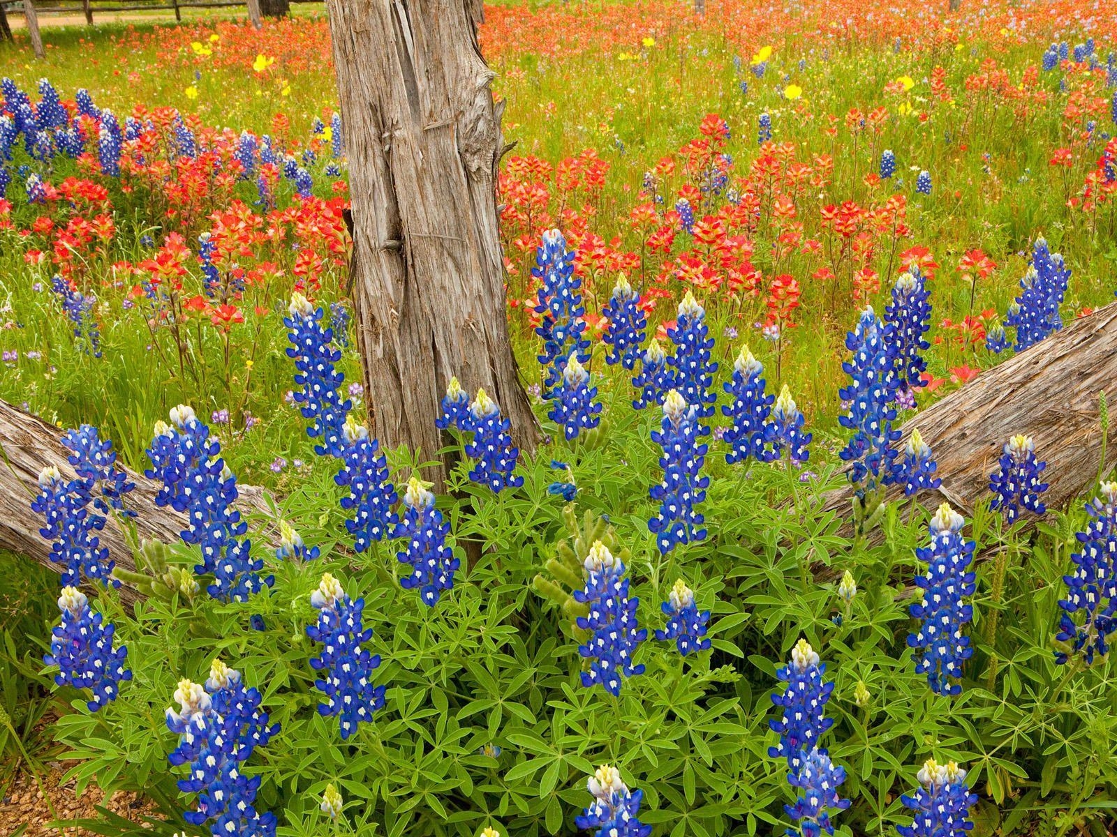 1600x1200 Image detail for -Photography Bonnets Hill Country Texas47, Desktop