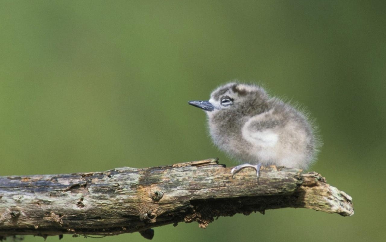 1280x810 Tern Chick wallpaper. Tern Chick, Desktop