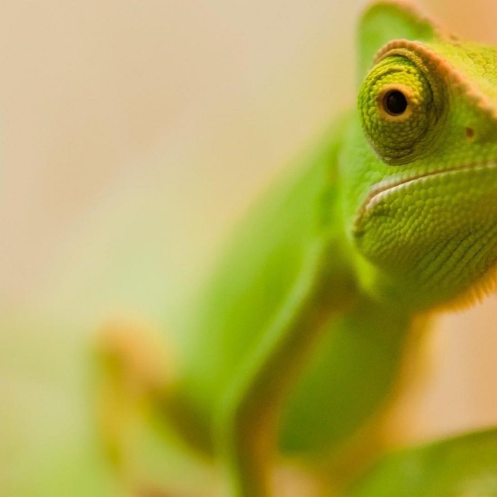 1030x1030 Chameleon Wallpaper 15 X 1080, Phone