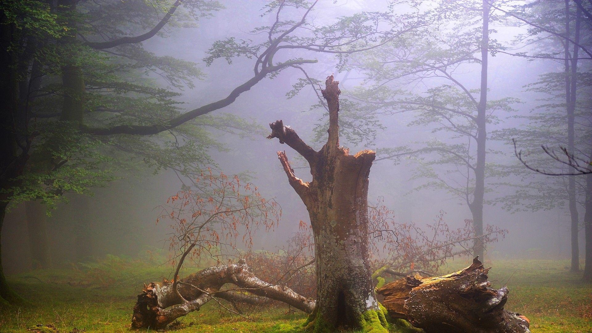 1920x1080 Dead tree in a foggy forest wallpaper. PC, Desktop