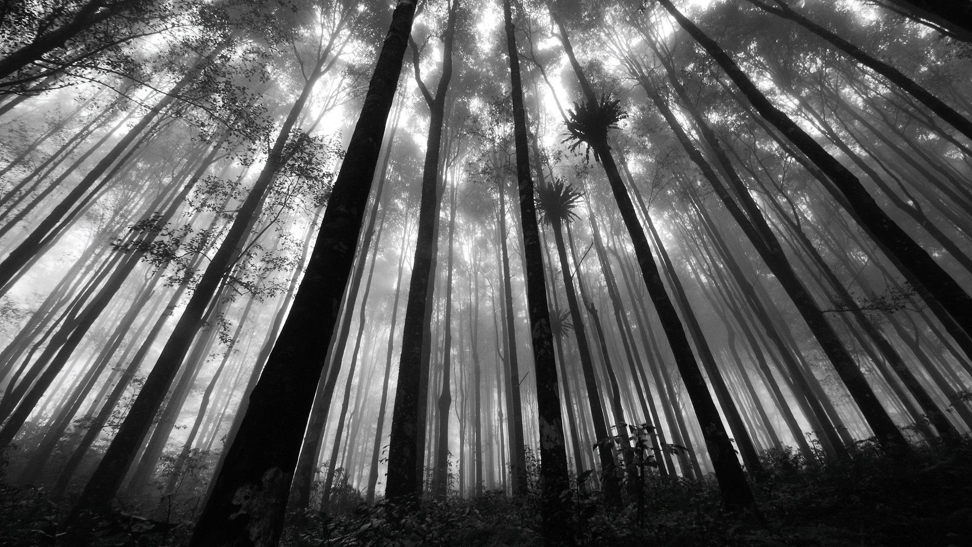 1920x1080 greyscale forest landscape. Forest wallpaper, Black and white wallpaper, Winter wallpaper, Desktop