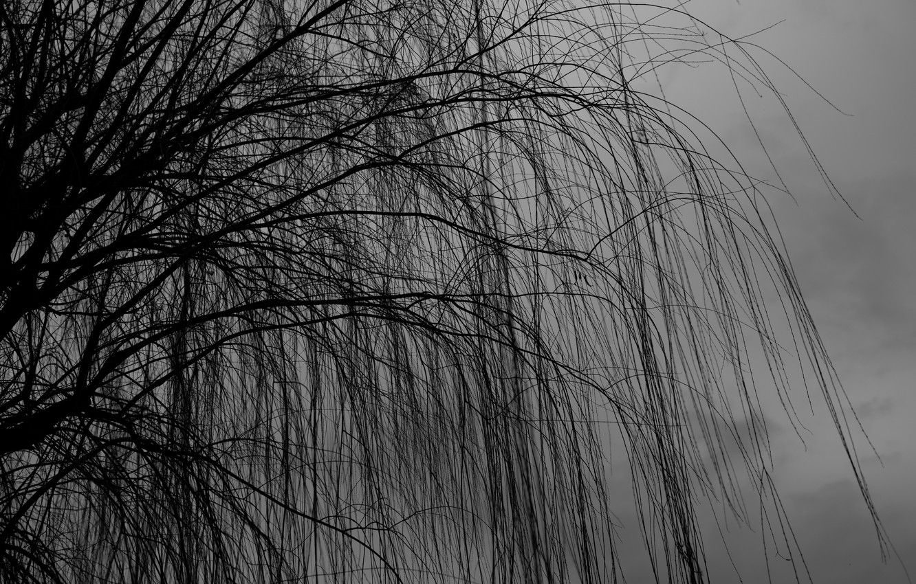 1340x850 Wallpaper dark, nature, tree, branches, cloudy, 4k ultra HD background, Willow Tree image for desktop, section природа, Desktop