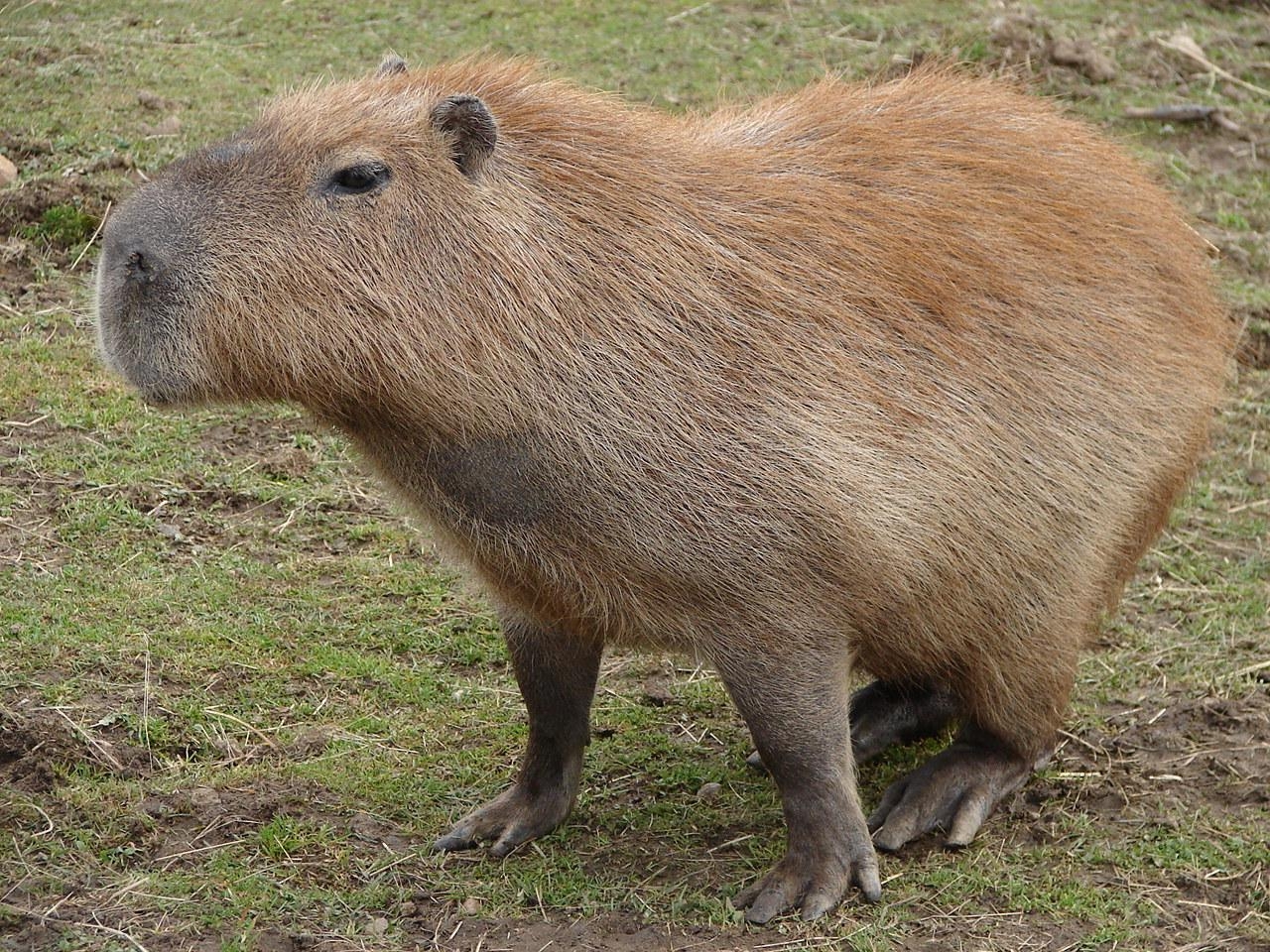 1280x960 Capybara Wallpaper VDR 0.59 Mb, Desktop