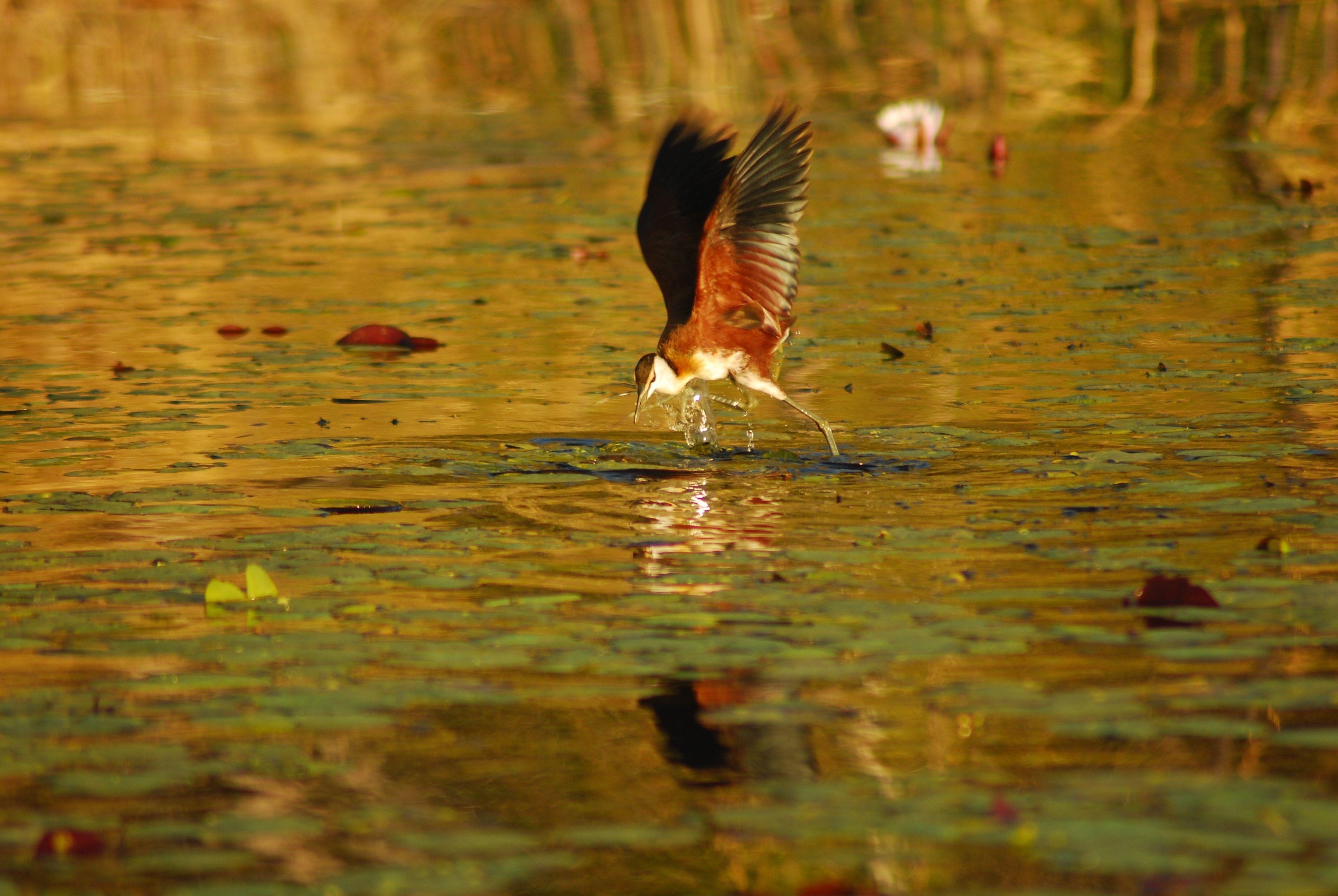 3880x2600 Wallpaper Botswana, Bird, Africa, Flight HD, Picture, Image, Desktop