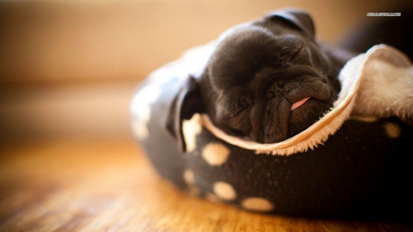 1370x770 Pug puppy wallpaper #, Desktop