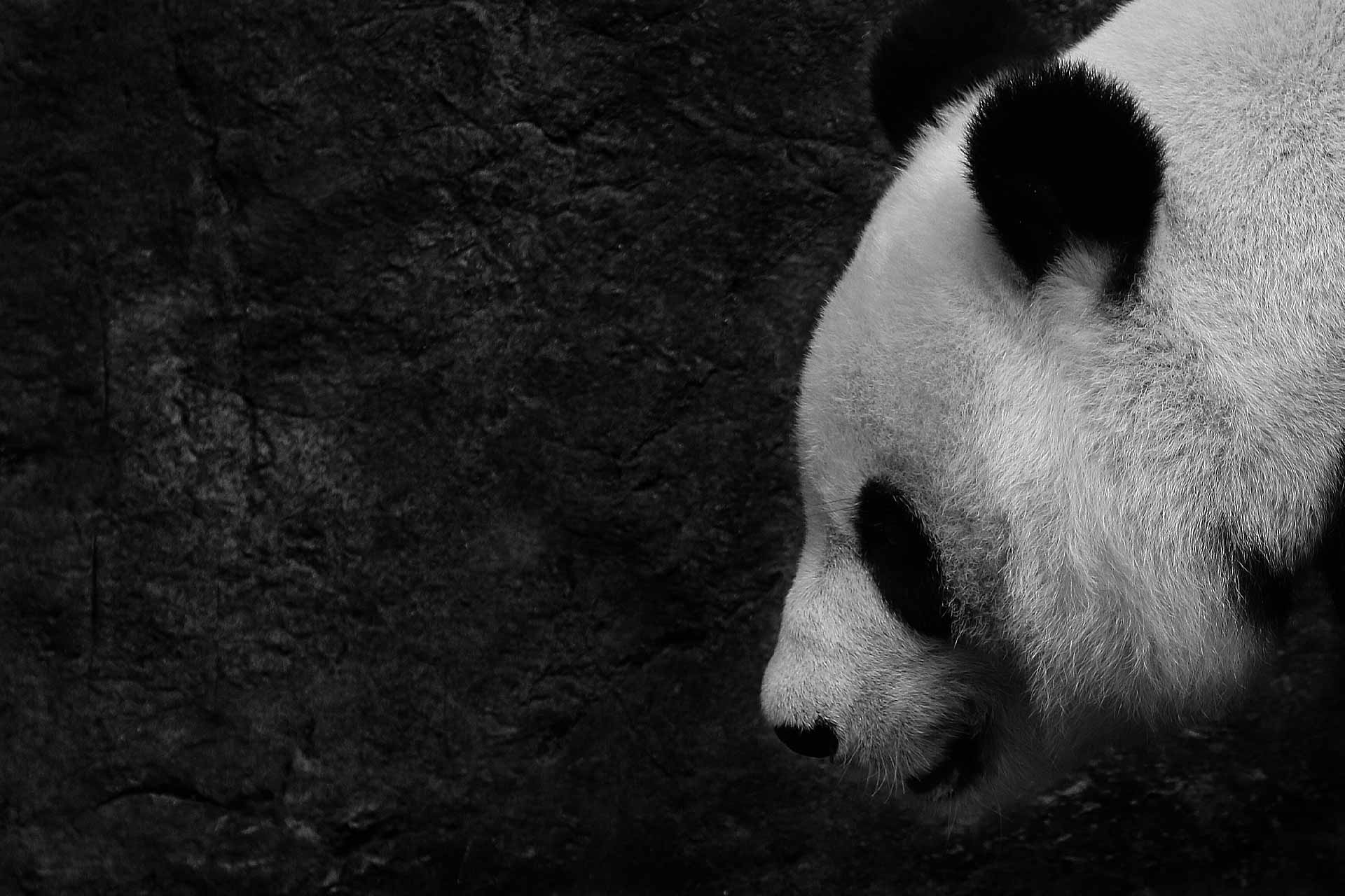 1920x1280 Panda Wallpaper Black Background Wallpaper HD, Desktop