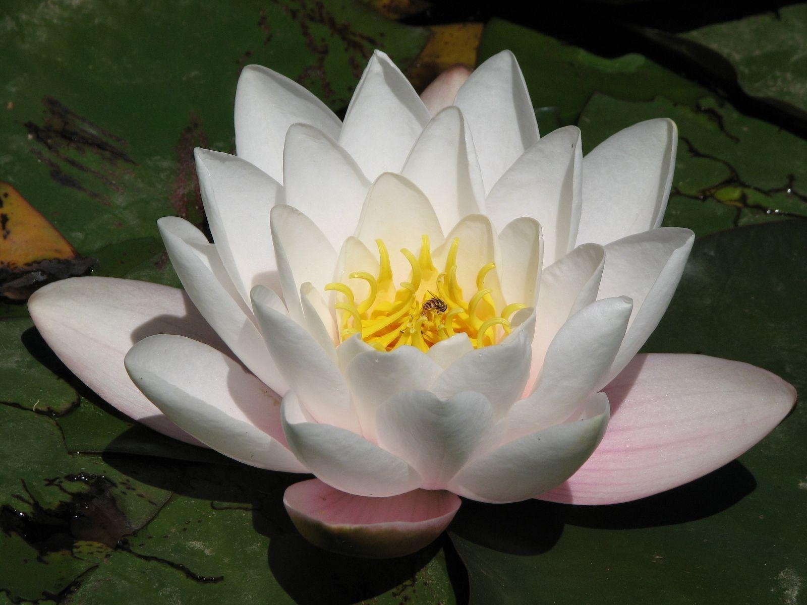 1600x1200 Beautiful White Lotus Flower Wallpaper Desktop Free Download, Desktop