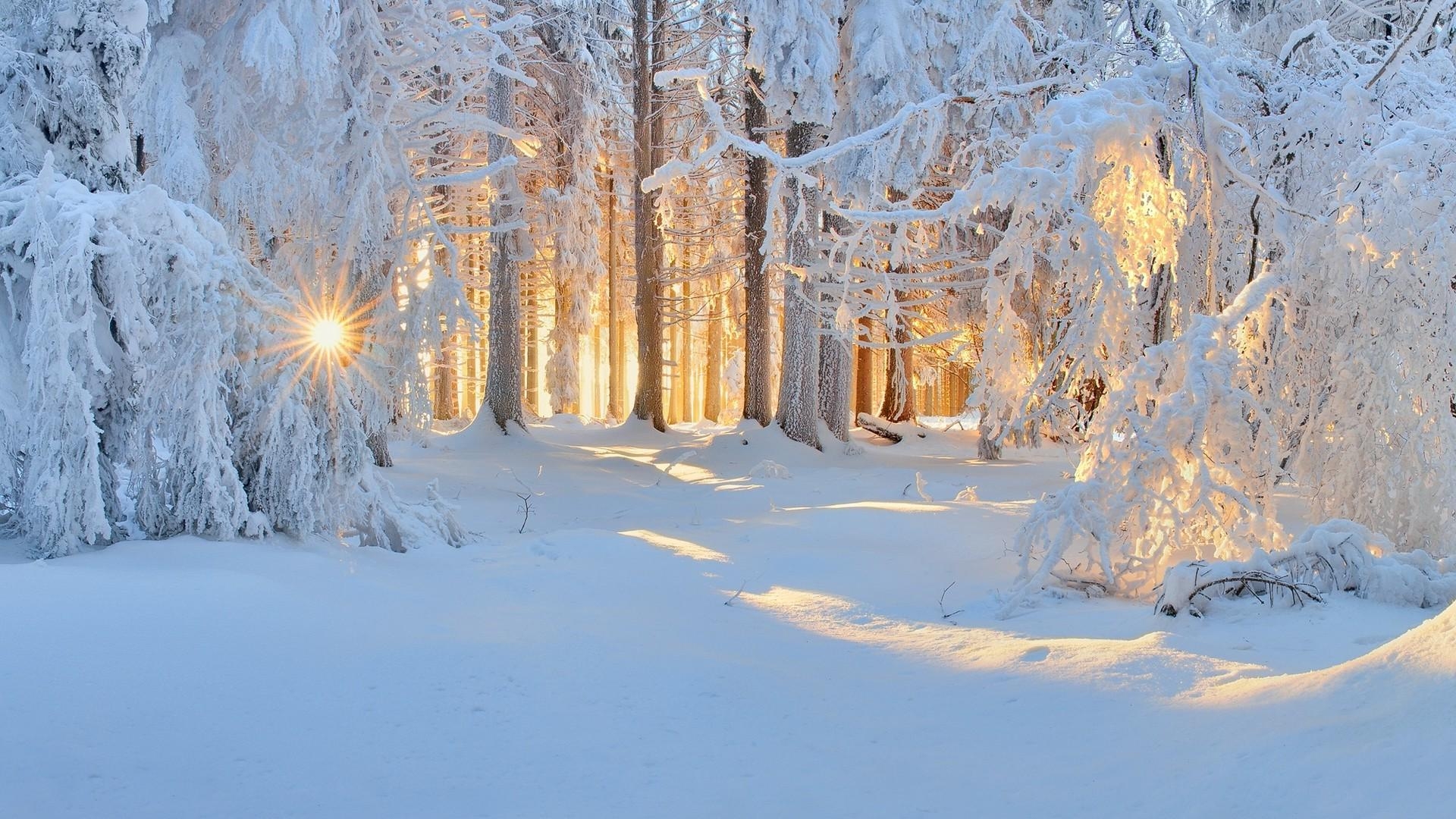 1920x1080 sunrise, Winter, Nature, Forest, Snow, Landscape, Trees, Sun Rays, White, Cold, Sunlight, Frost Wallpaper HD / Desktop and Mobile Background, Desktop