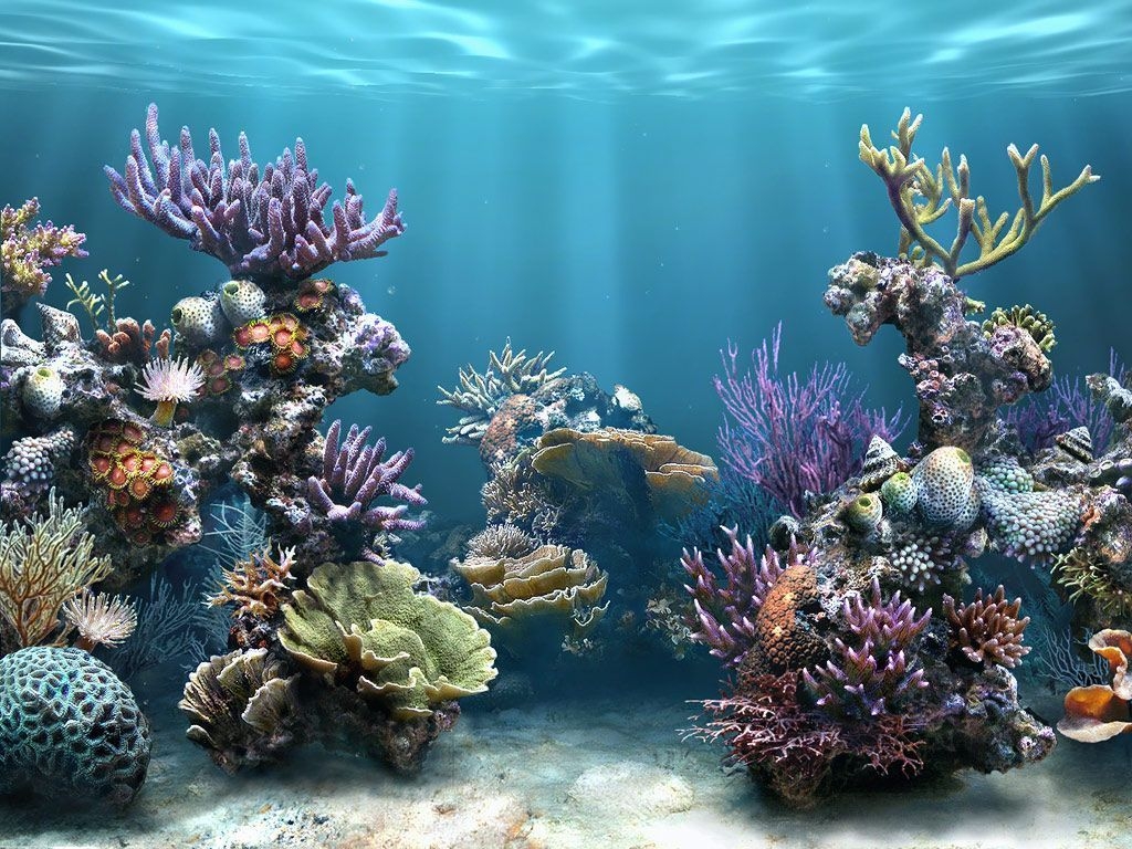 1030x770 coral reef wallpaper HD inhabitants coral reef fish wallpaper. Underwater wallpaper, Sea life art, Mermaid under, Desktop