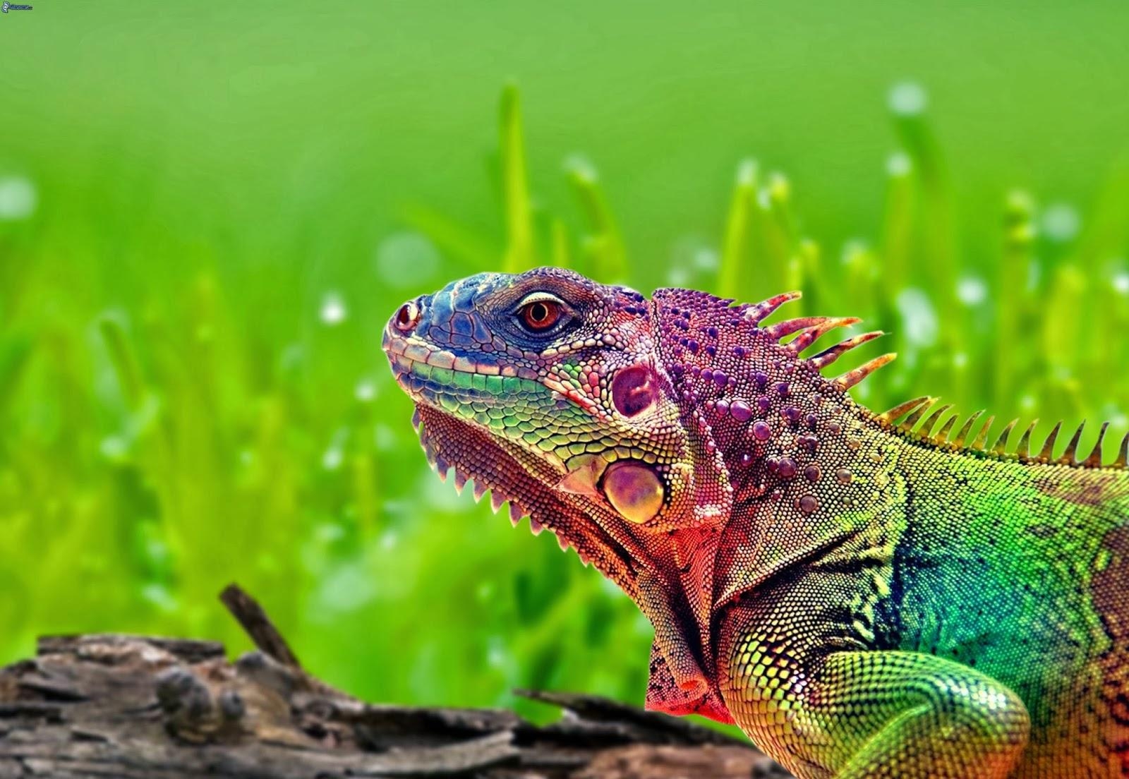 1600x1110 Picture Of Colorful Chameleon Wallpaper #rock Cafe, Desktop