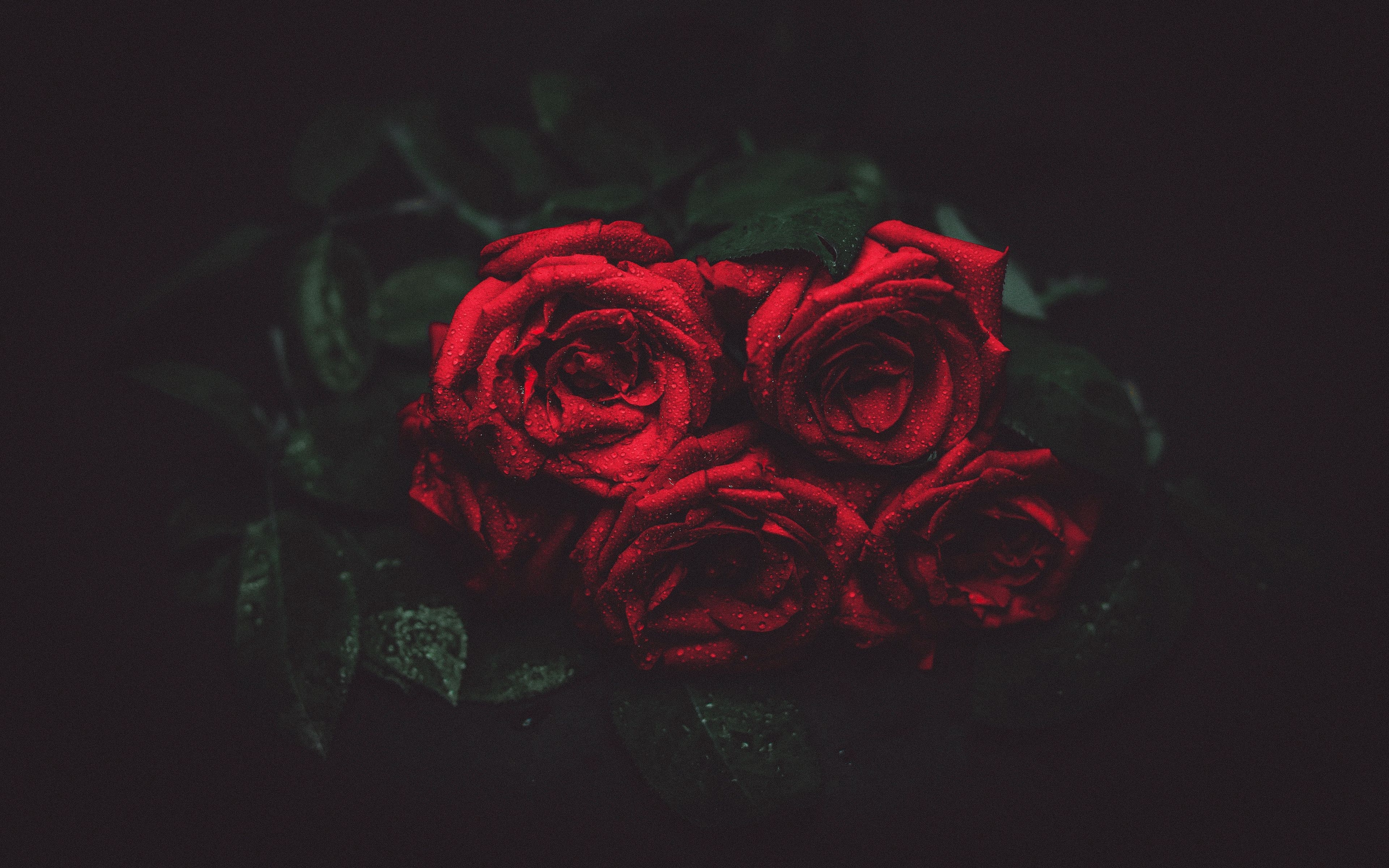 3840x2400 4k Wallpaper Red Rose, Desktop