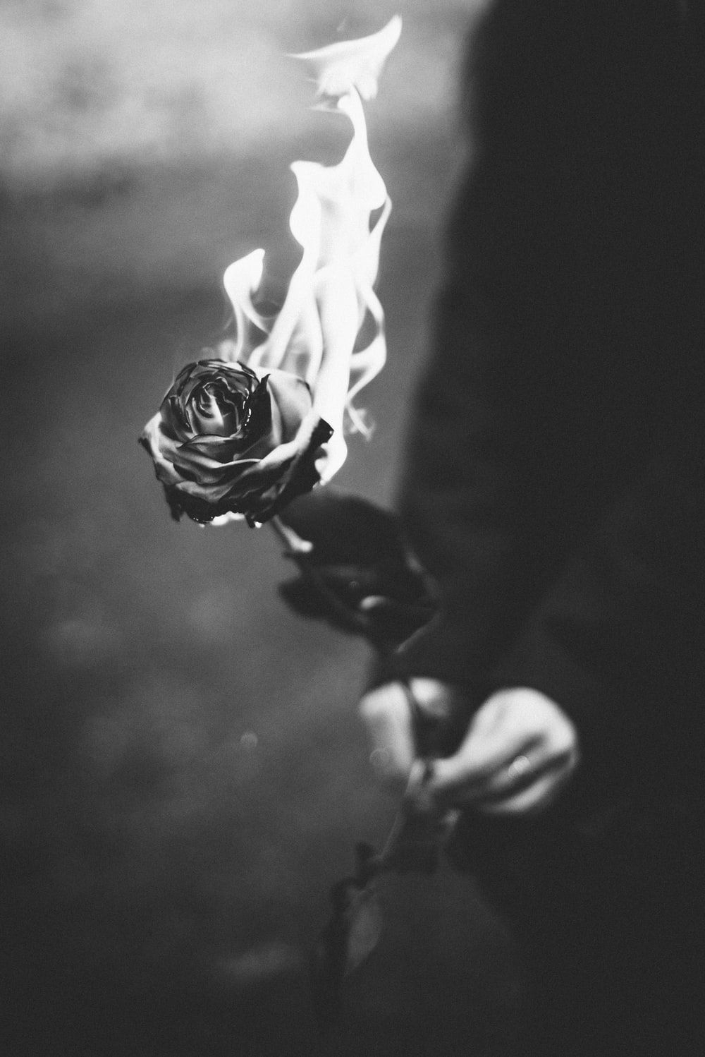 1000x1500 Fire Rose Picture. Download Free Image, Phone