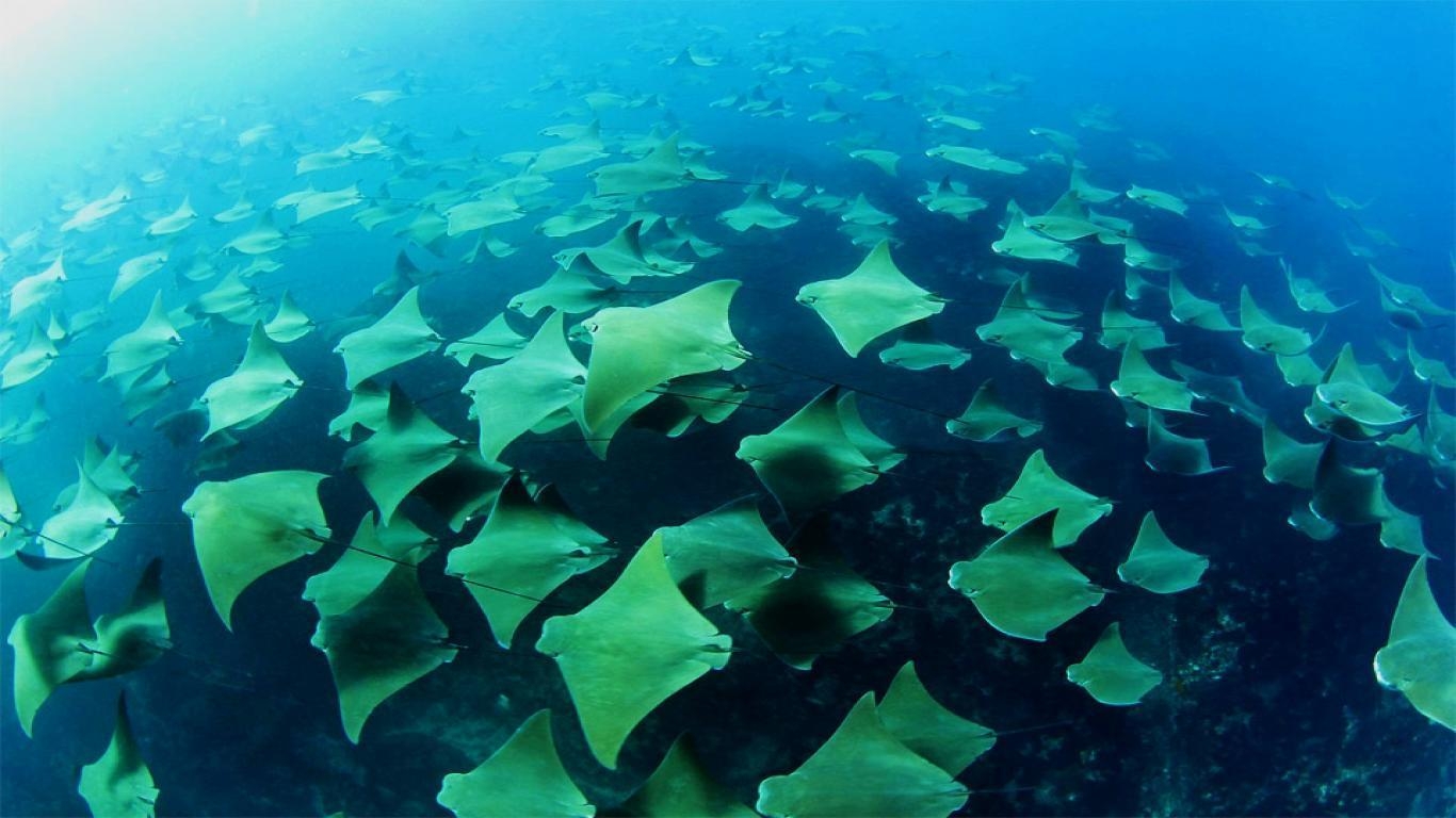 1370x770 Stingrays Family Wallpaper High Res Pics 3322 Wallpaper, Desktop