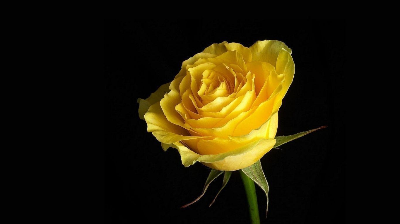 1370x770 Yellow Rose Wallpaper HD Background 9116 Full HD Wallpaper, Desktop