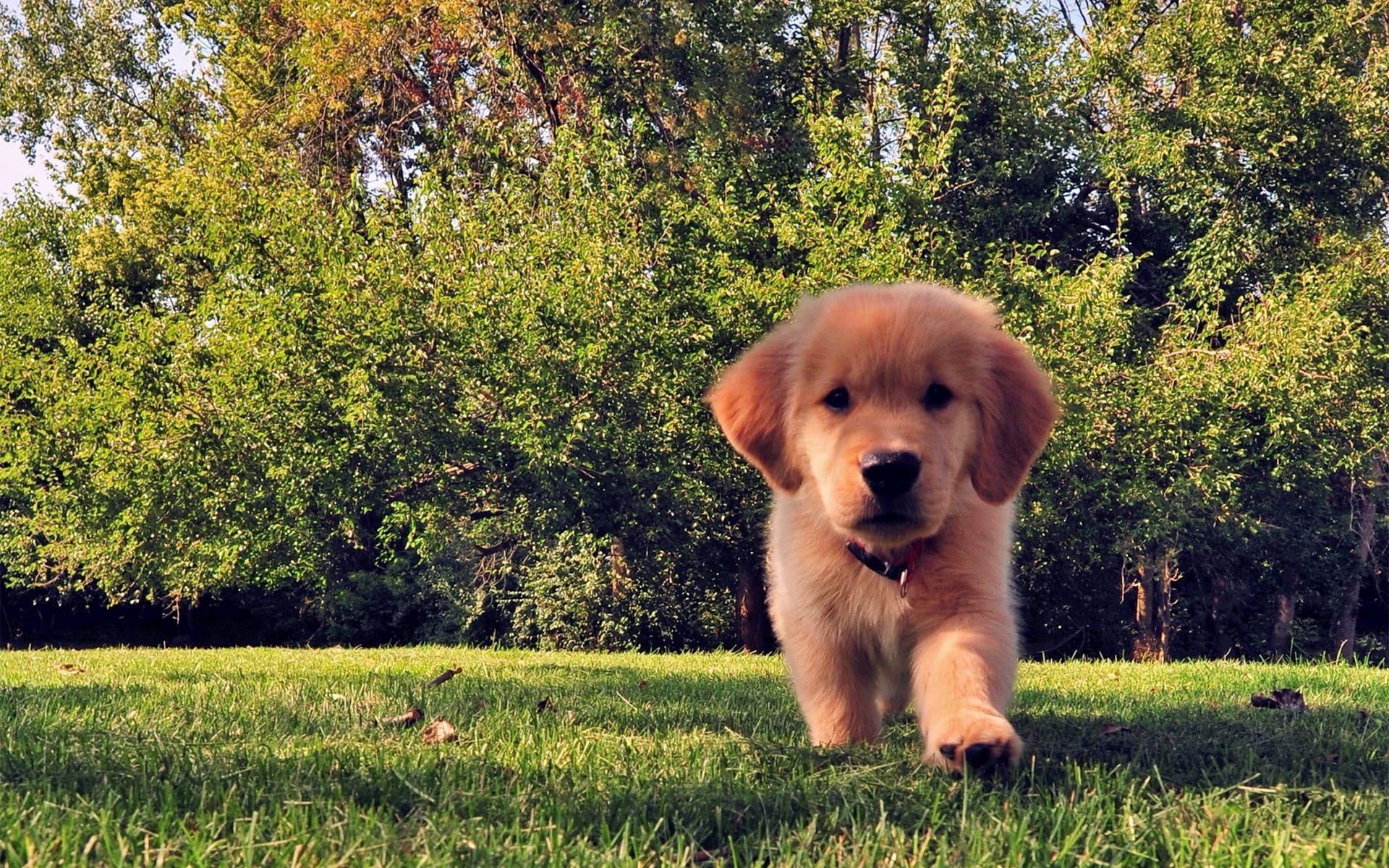 1920x1200 Golden Retriever puppy on grassfield HD wallpaper, Desktop