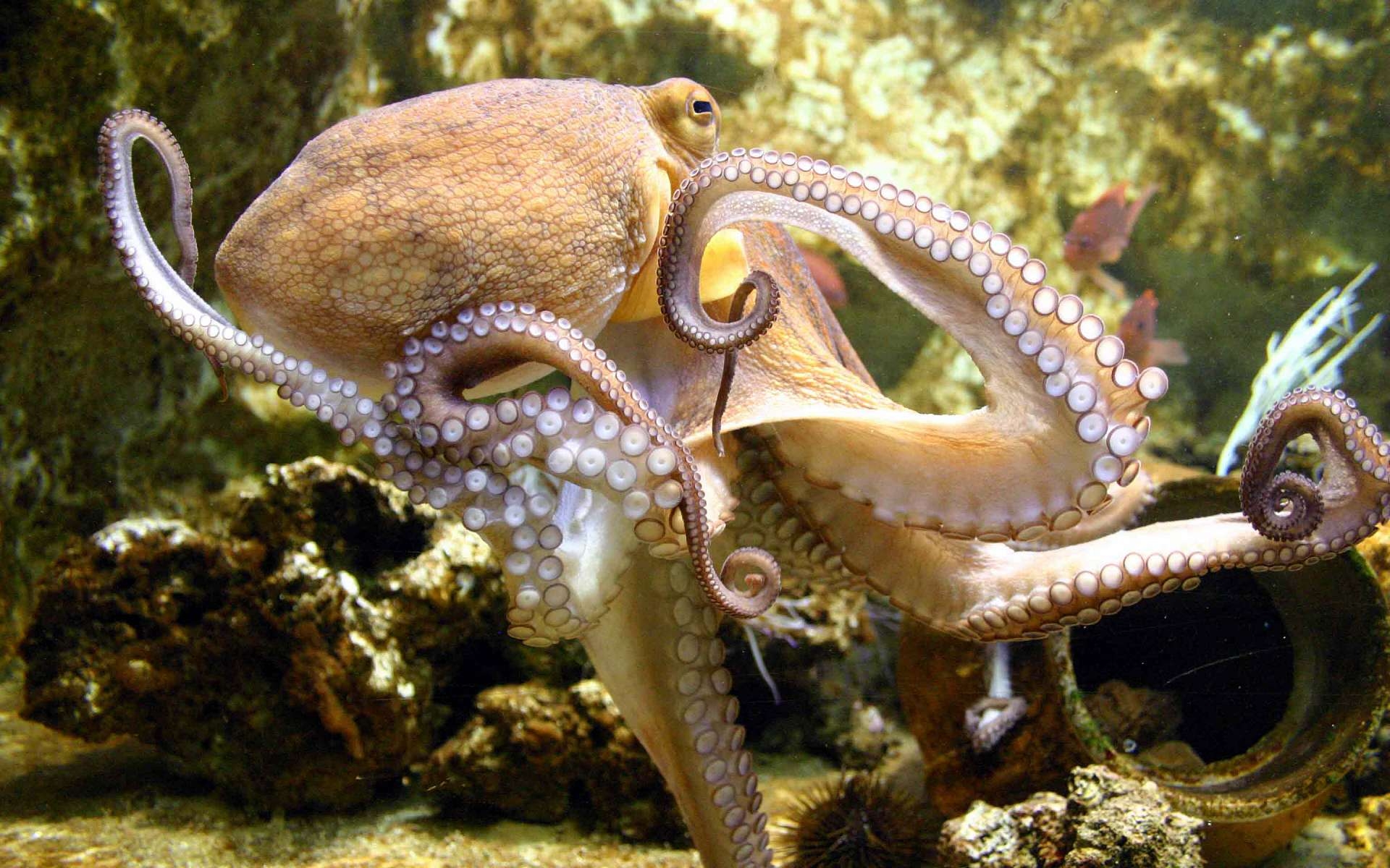 1920x1200 HD Octopus Wallpaper, Desktop