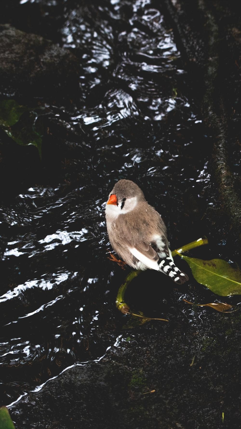 1000x1780 Zebra Finch Picture. Download Free Image, Phone