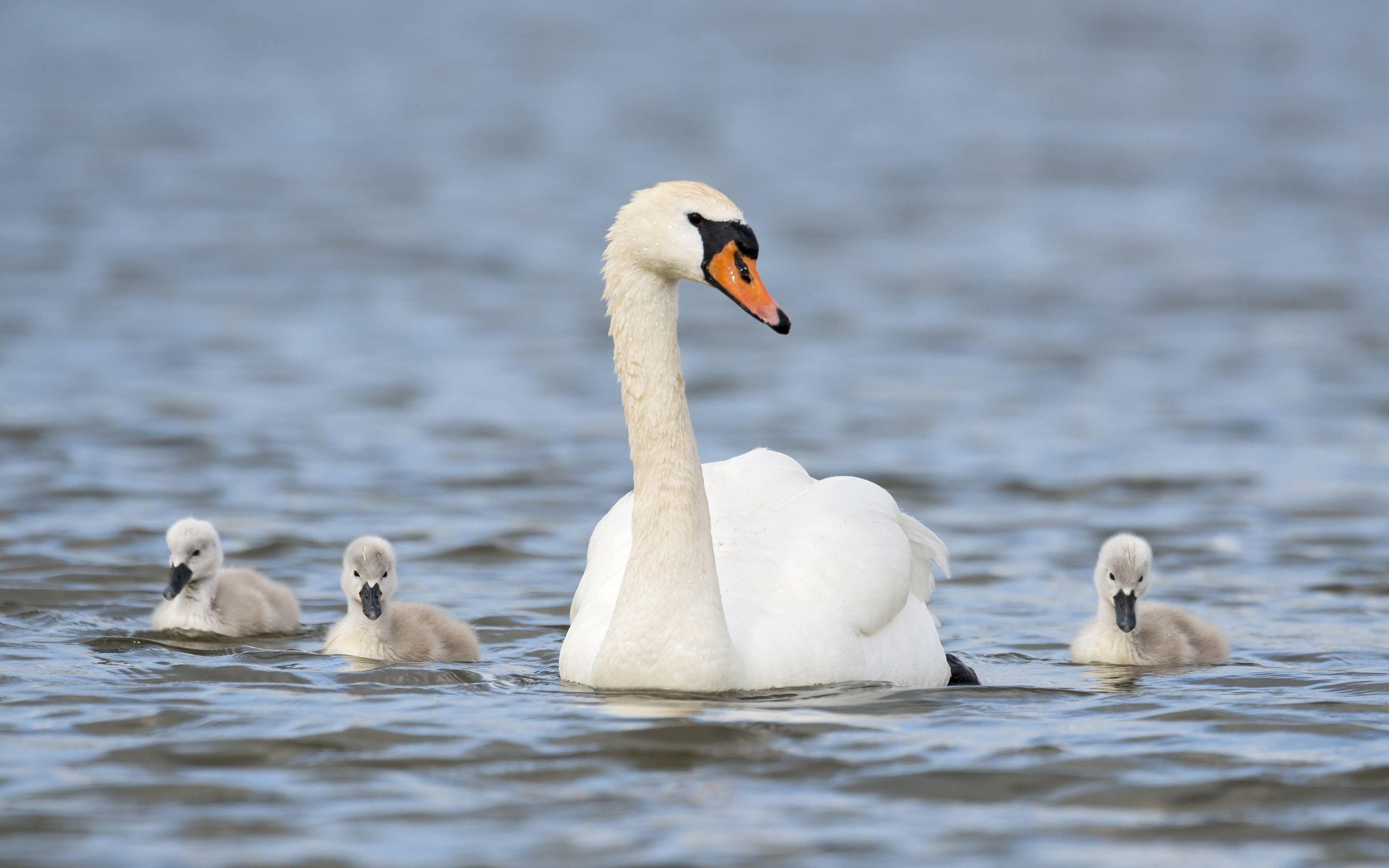 2880x1800 Swan Wallpaper, Desktop