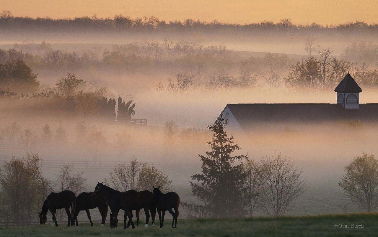 1280x810 Morning fog wallpaper. Morning fog, Desktop