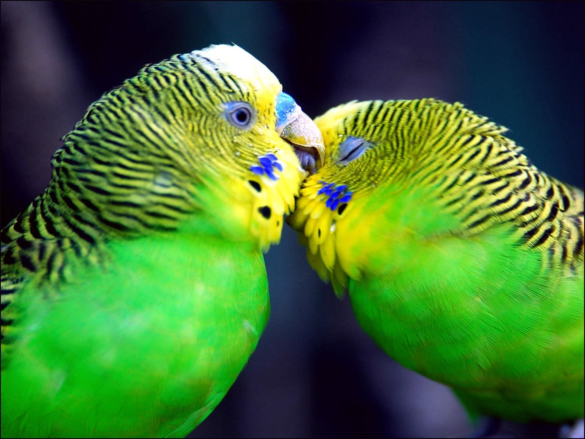 1920x1440 Parakeet HD Desktop Wallpaper for Widescreen, High Definition, Desktop