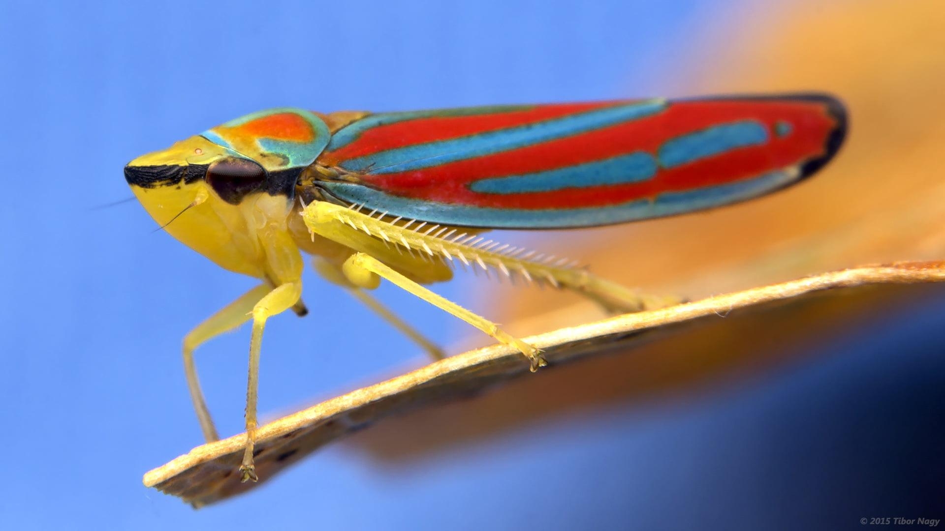 1920x1080 Macro photography of red, blue, and brown treehopper, Desktop