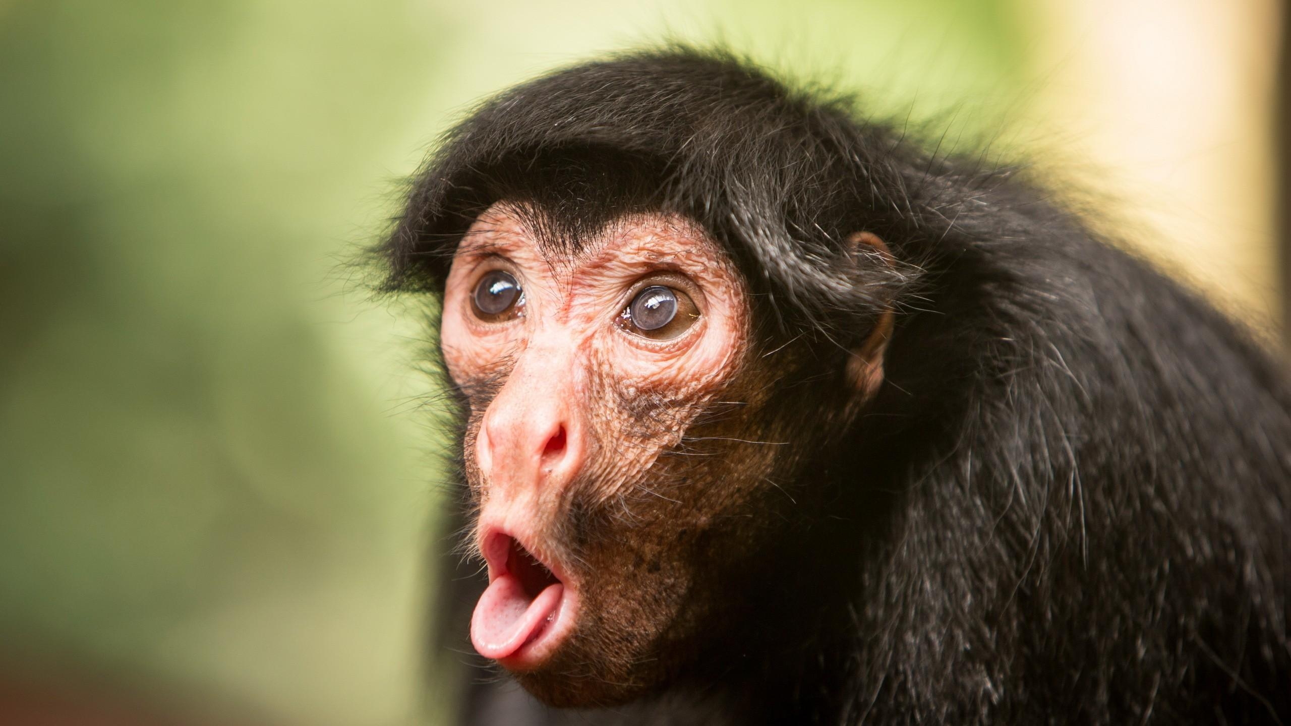 2560x1440 Wallpaper Chimpanzee, monkey, cute animals, funny, Animals, Desktop