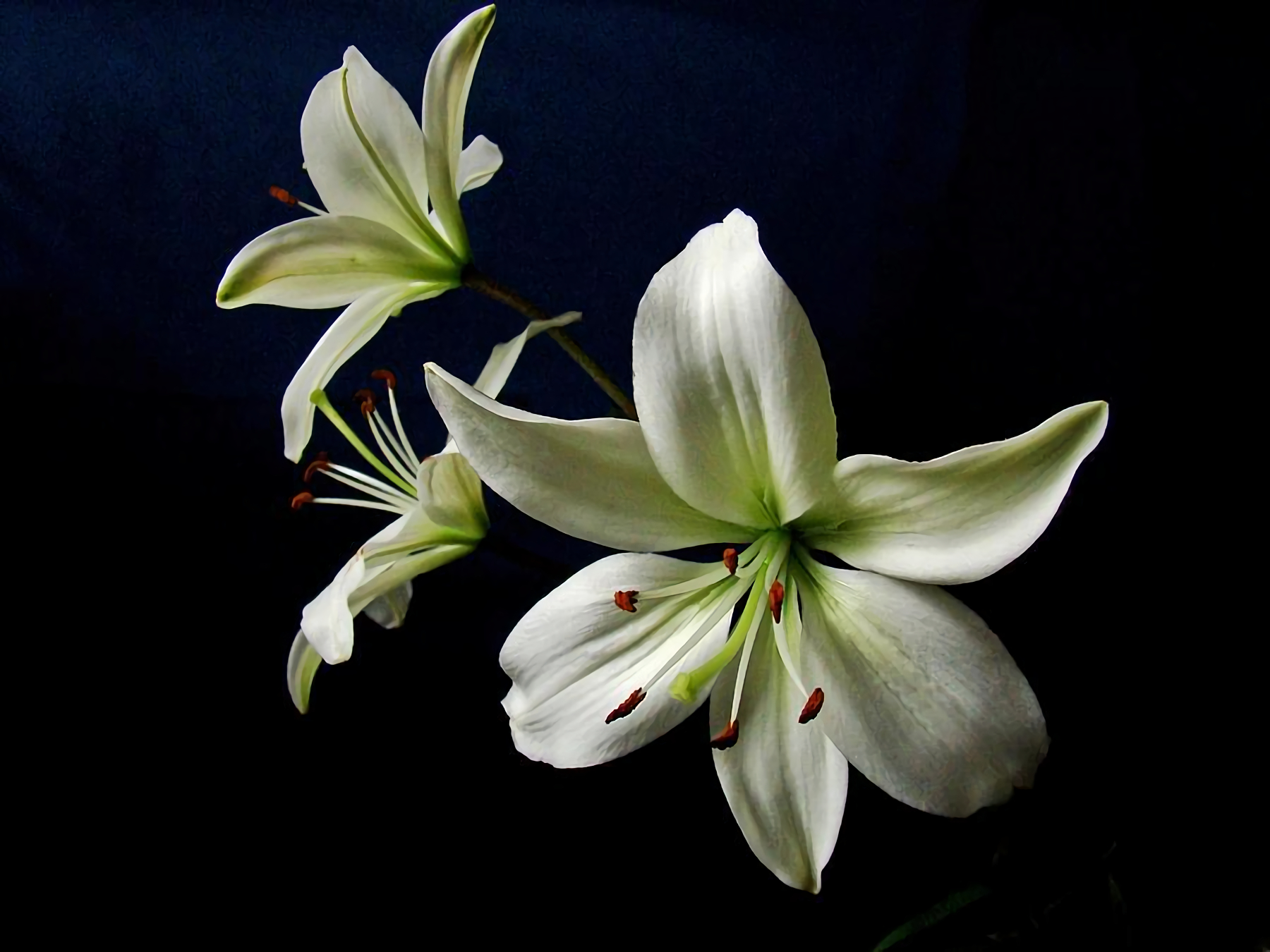 1800x1350 White Lily Wallpaper and Background Imagex1350, Desktop