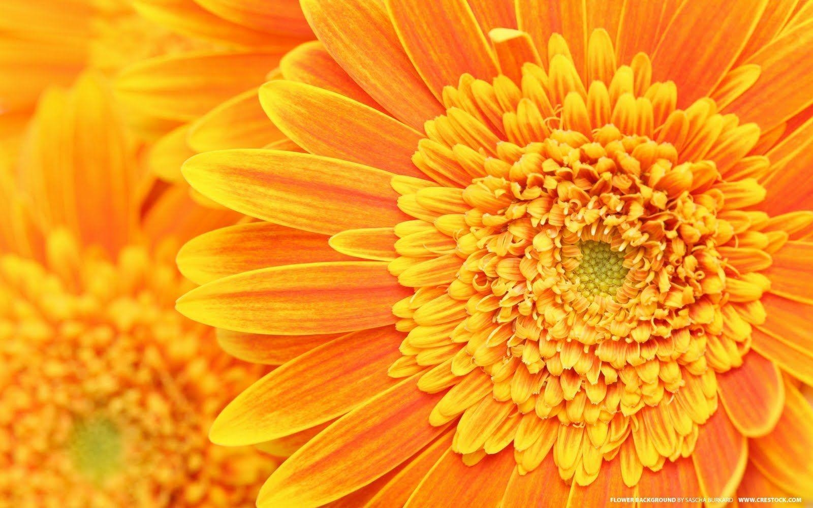 1600x1000 Yellow Flower HD Wallpaper, Desktop