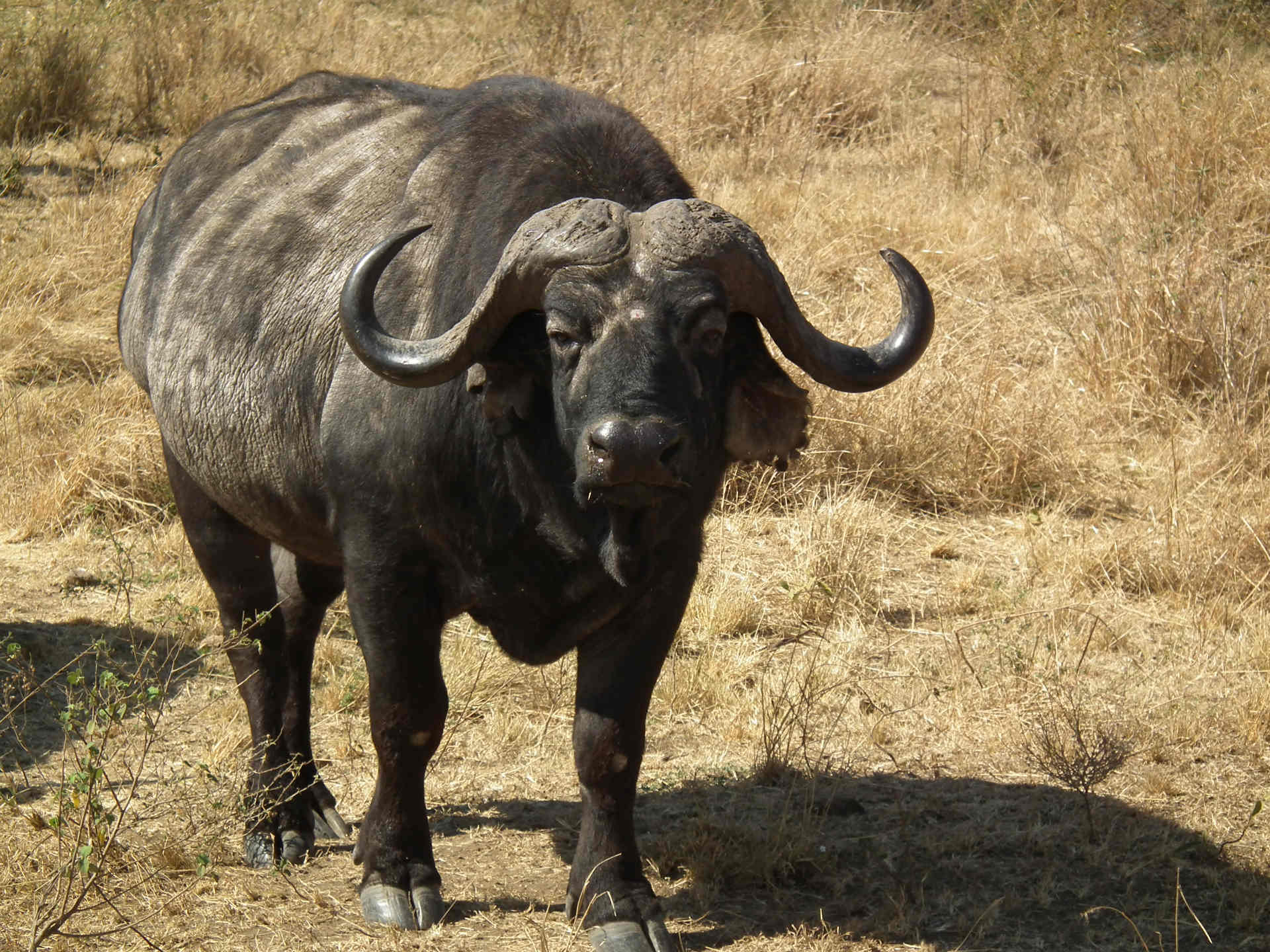 1920x1440 African Buffalo Wallpaper 8 X 1440, Desktop