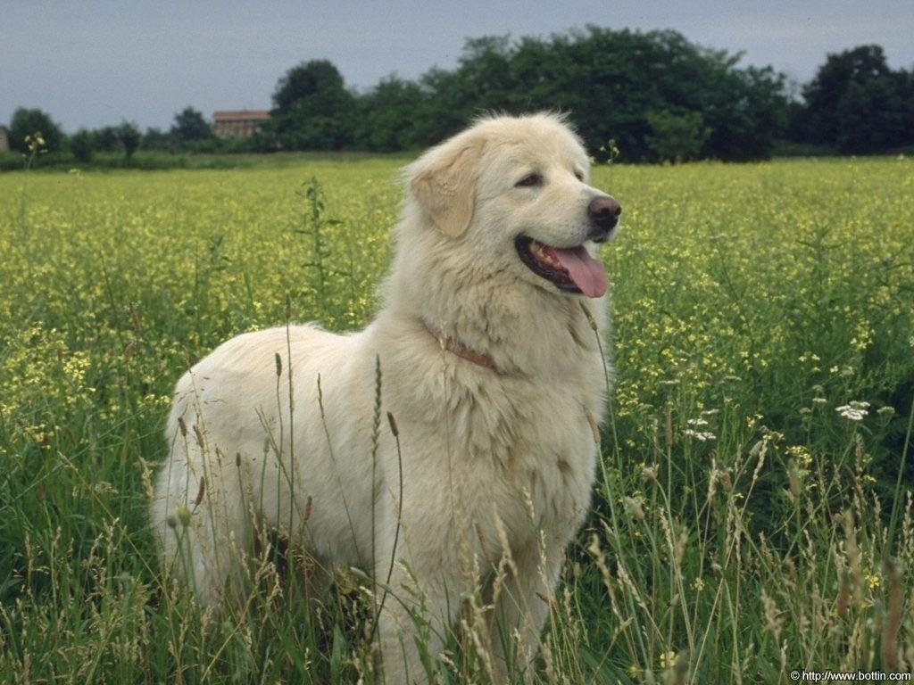 1030x770 White Dog in the Garden Dog Wallpaper Background. Dogs, Desktop