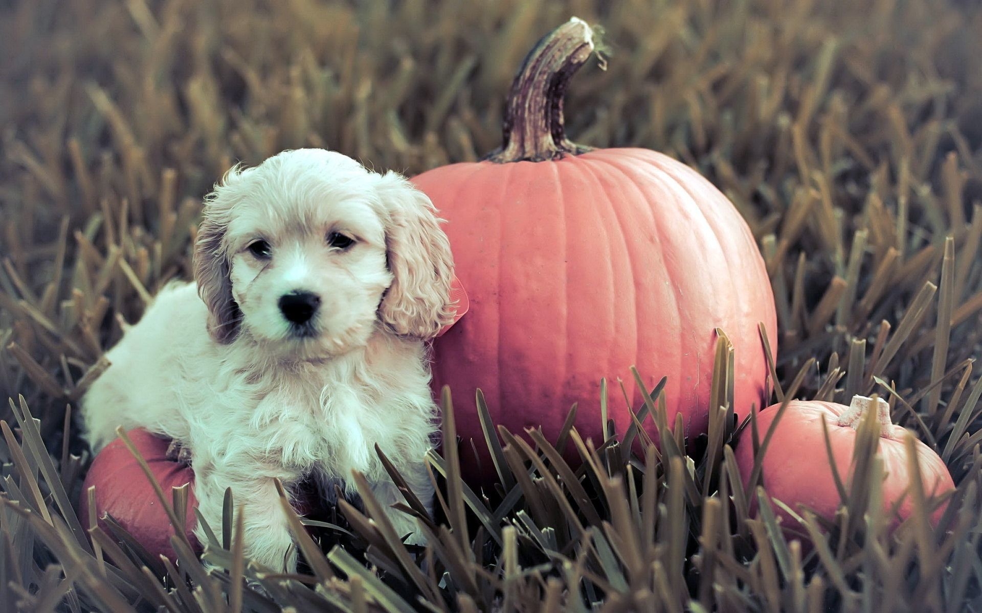 1920x1200 Cute Puppy Halloween Wallpaper Free Cute Puppy Halloween Background, Desktop