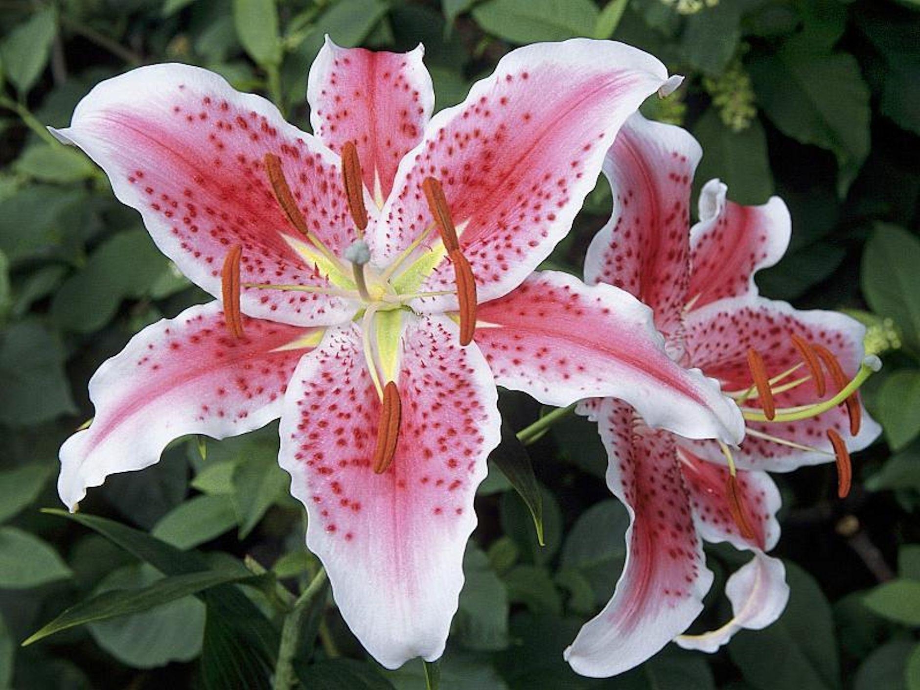 1880x1410 Stargazer Lily Wallpaper. Stargazer Lily Picture, Desktop