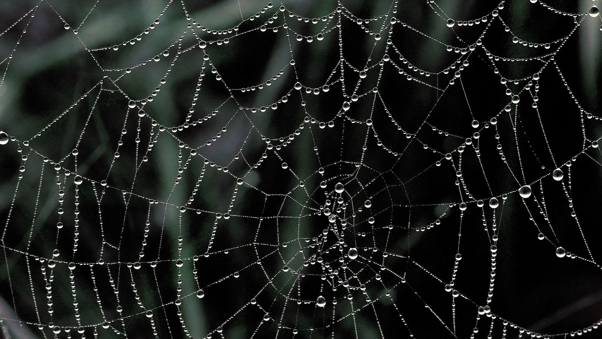 1920x1080 Spider Web Wallpaper, Desktop