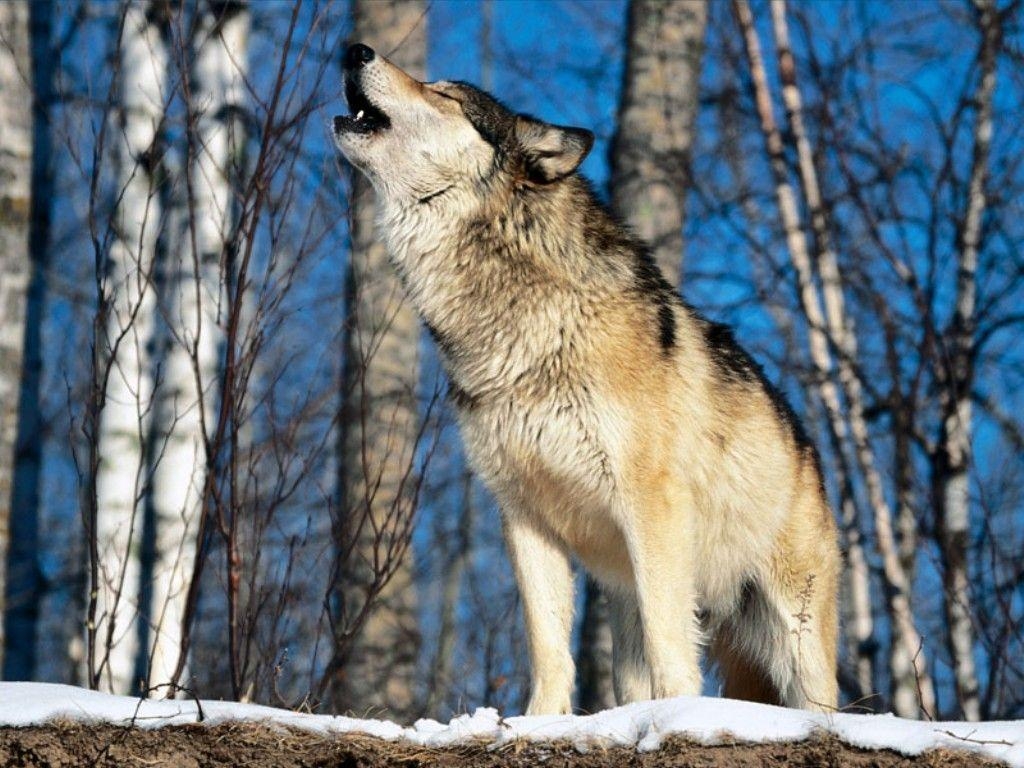 1030x770 image Of Wolves Howling 9521 Wallpaper. Wallver, Desktop