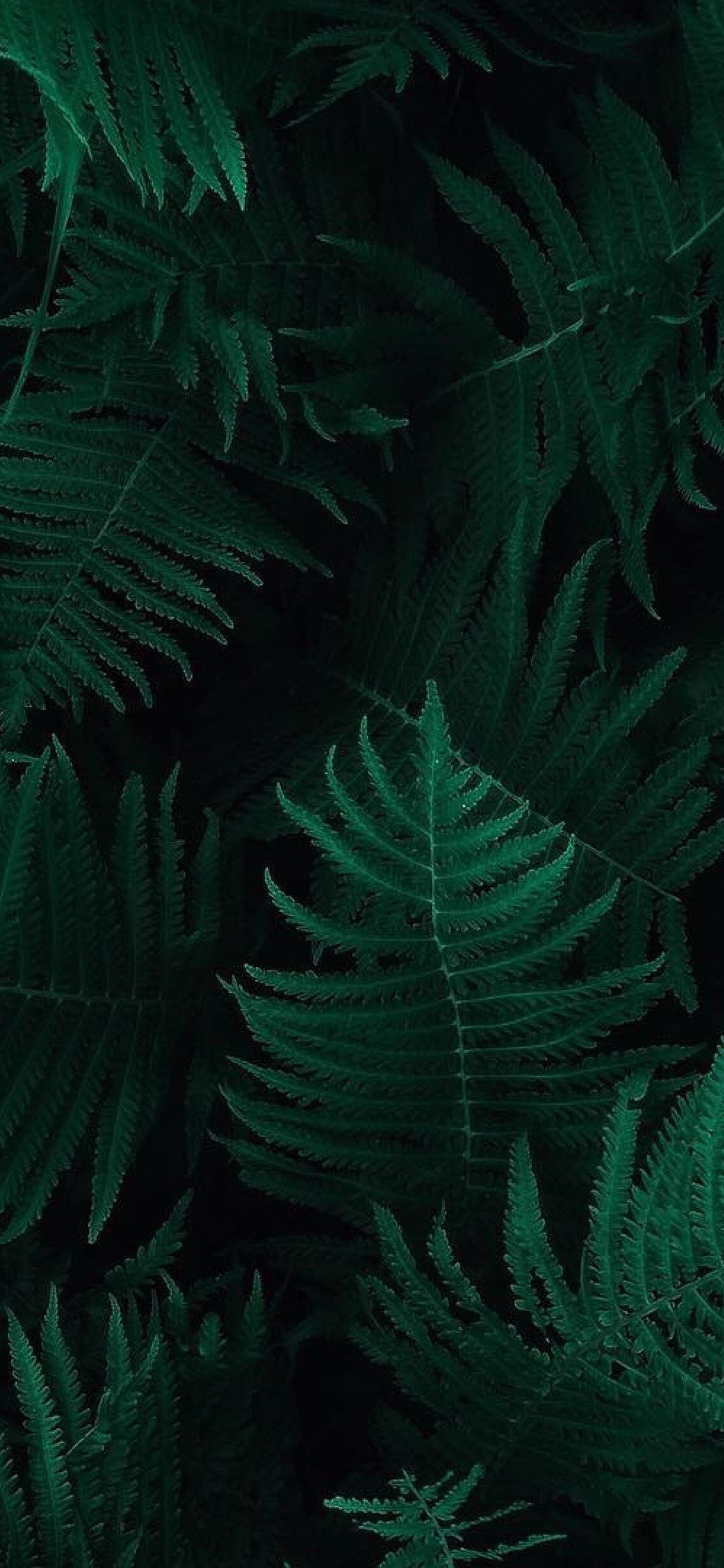 1130x2440 Dark Green Leaves iPhone Wallpaper Hd, HD Wallpaper & background, Phone