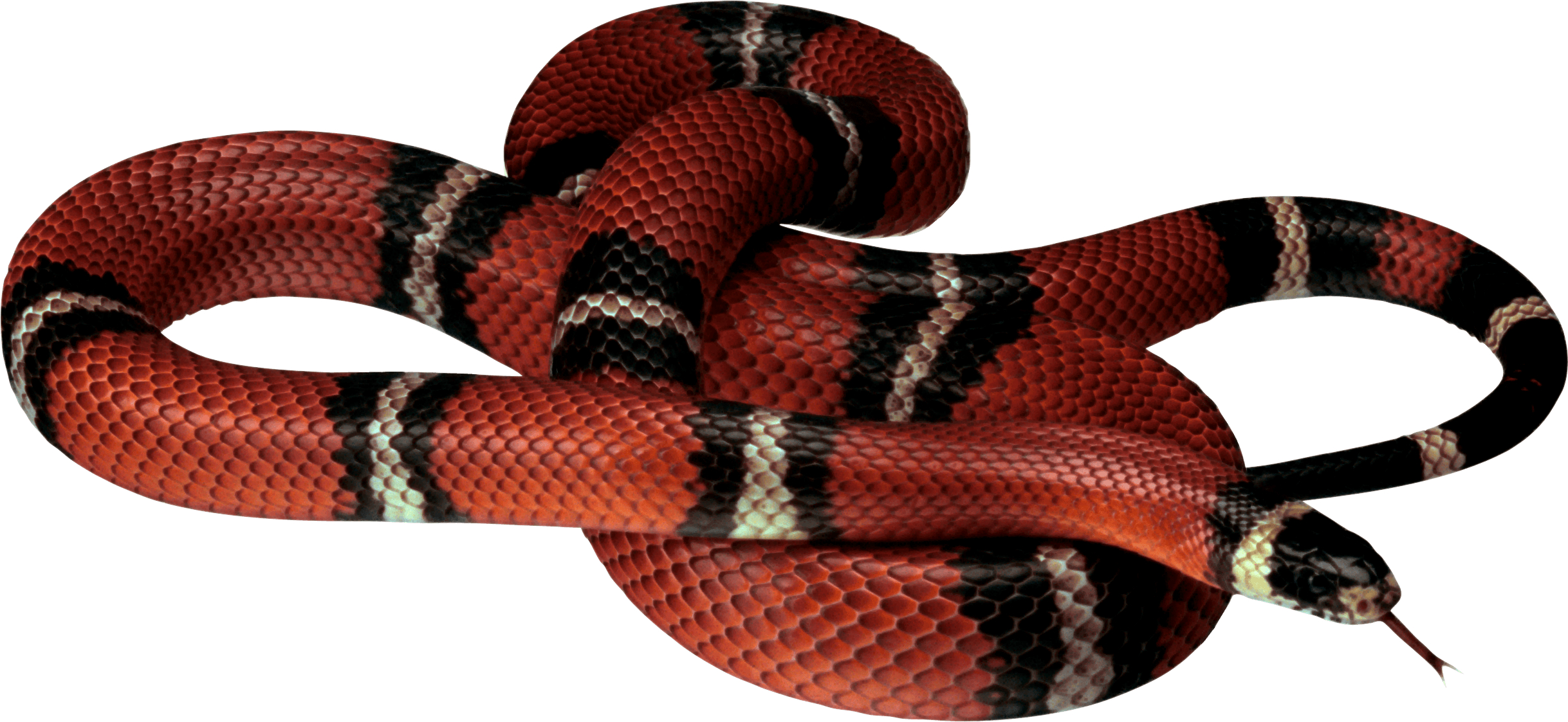 2440x1130 Snake PNG image, free download png picture snakes, Dual Screen