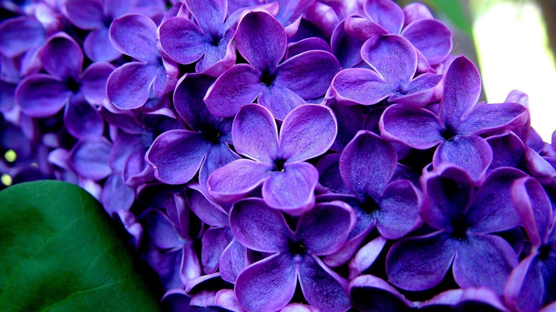 1920x1080 Purple Flower wallpaper, Desktop