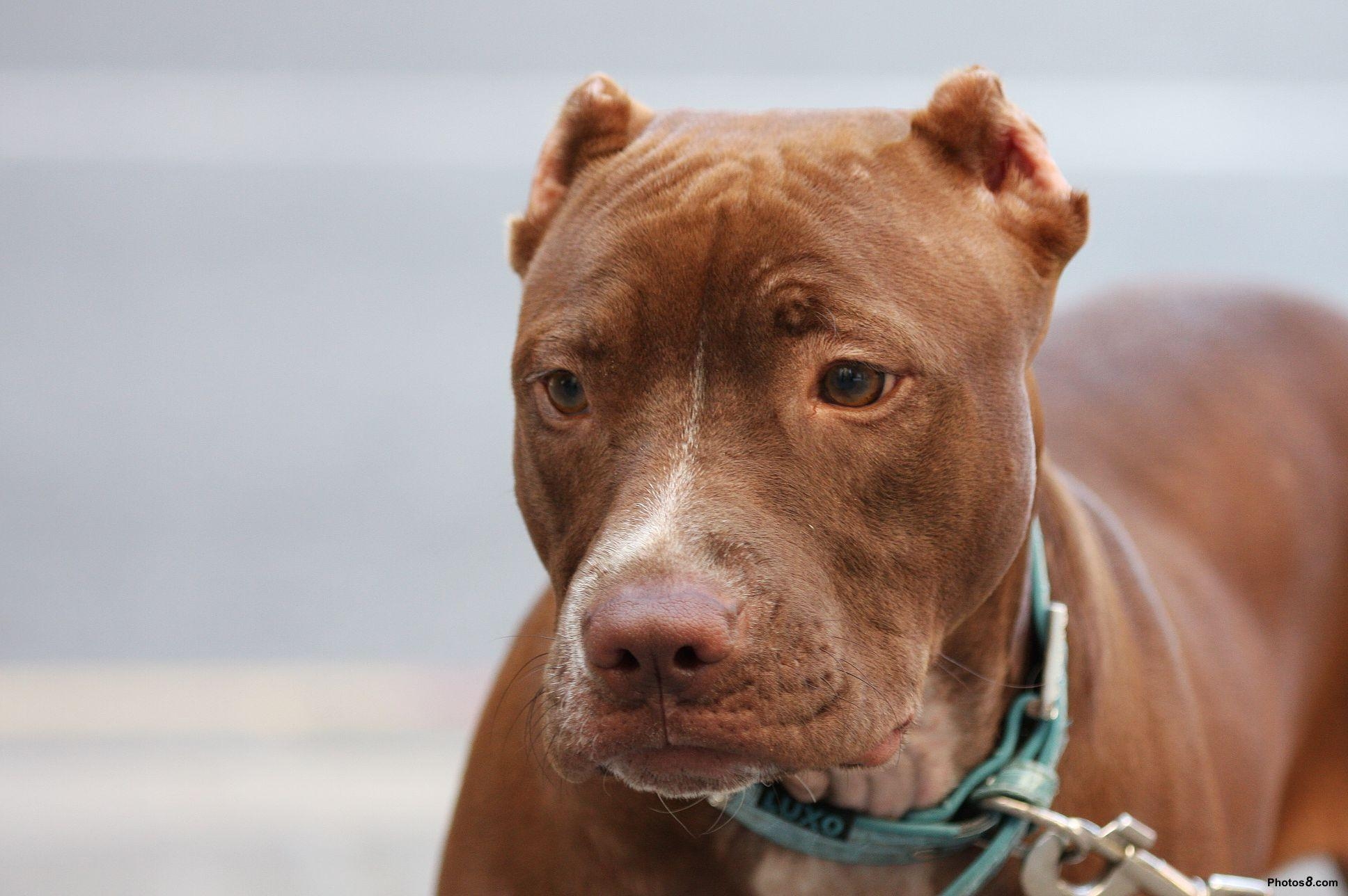 1940x1290 Red Nose Pitbulls are the best pet dogs ever. Dog Obedience, Desktop