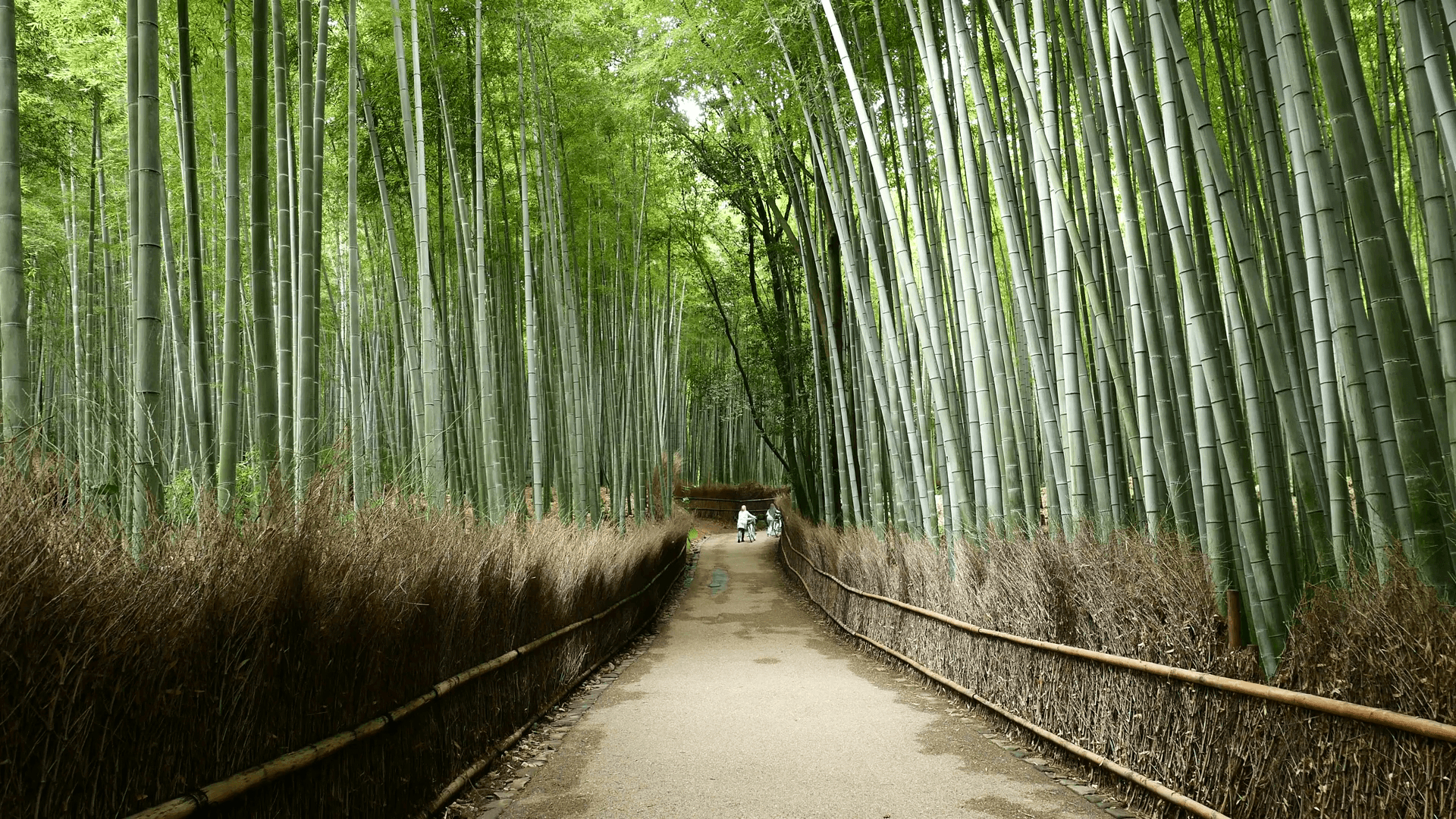 1920x1080 Arashiyama Bamboo Forest in Kyoto Stock Video Footage, Desktop