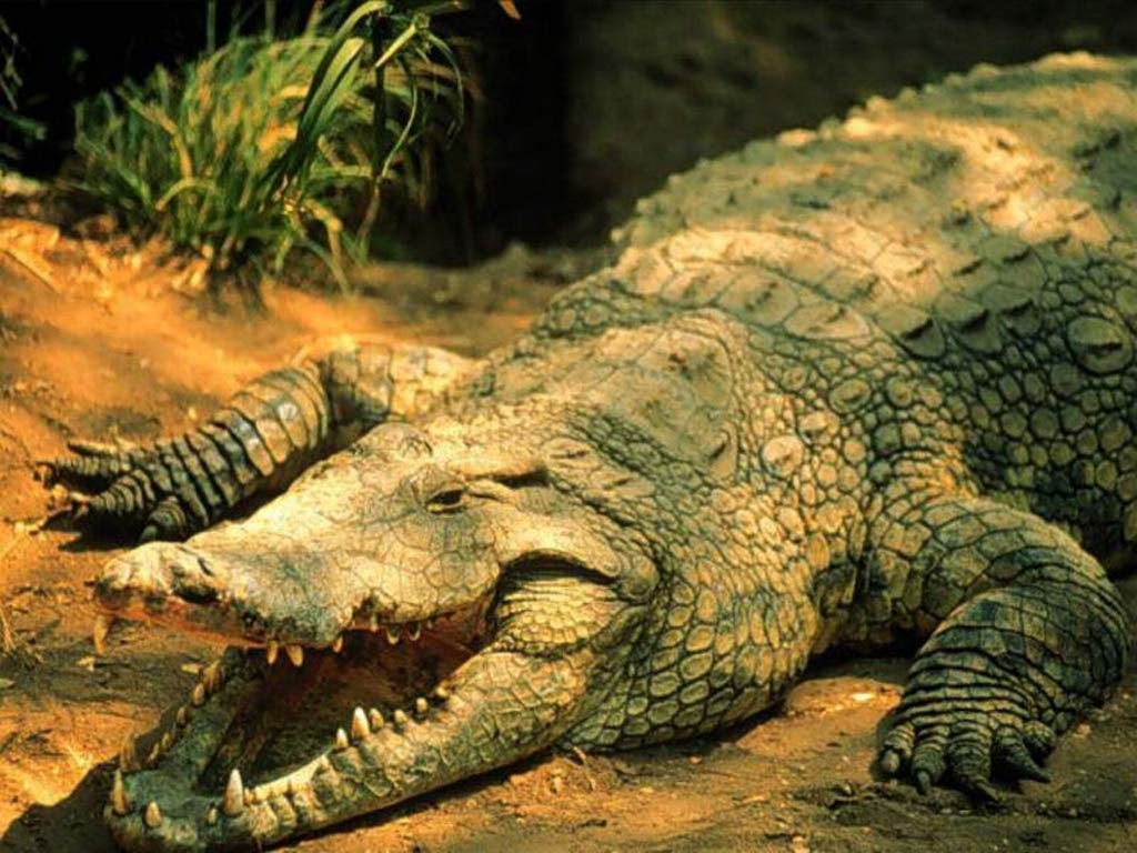 1030x770 Crocodile Wallpaper, Desktop