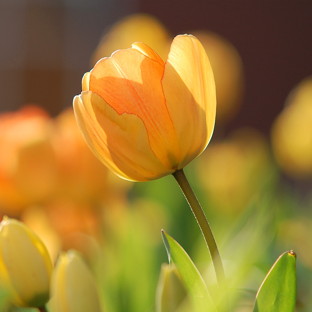 1030x1030 Flower Spring Tulip Orange Nature, Phone